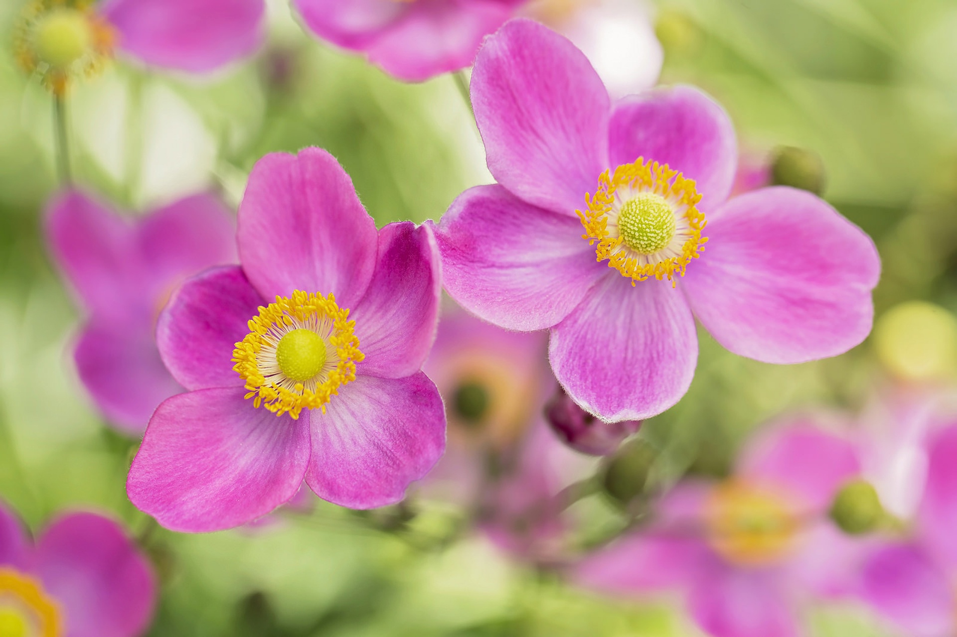 Обои цветы, лепестки, розовые, боке, анемоны, flowers, petals, pink, bokeh, anemones разрешение 1920x1279 Загрузить