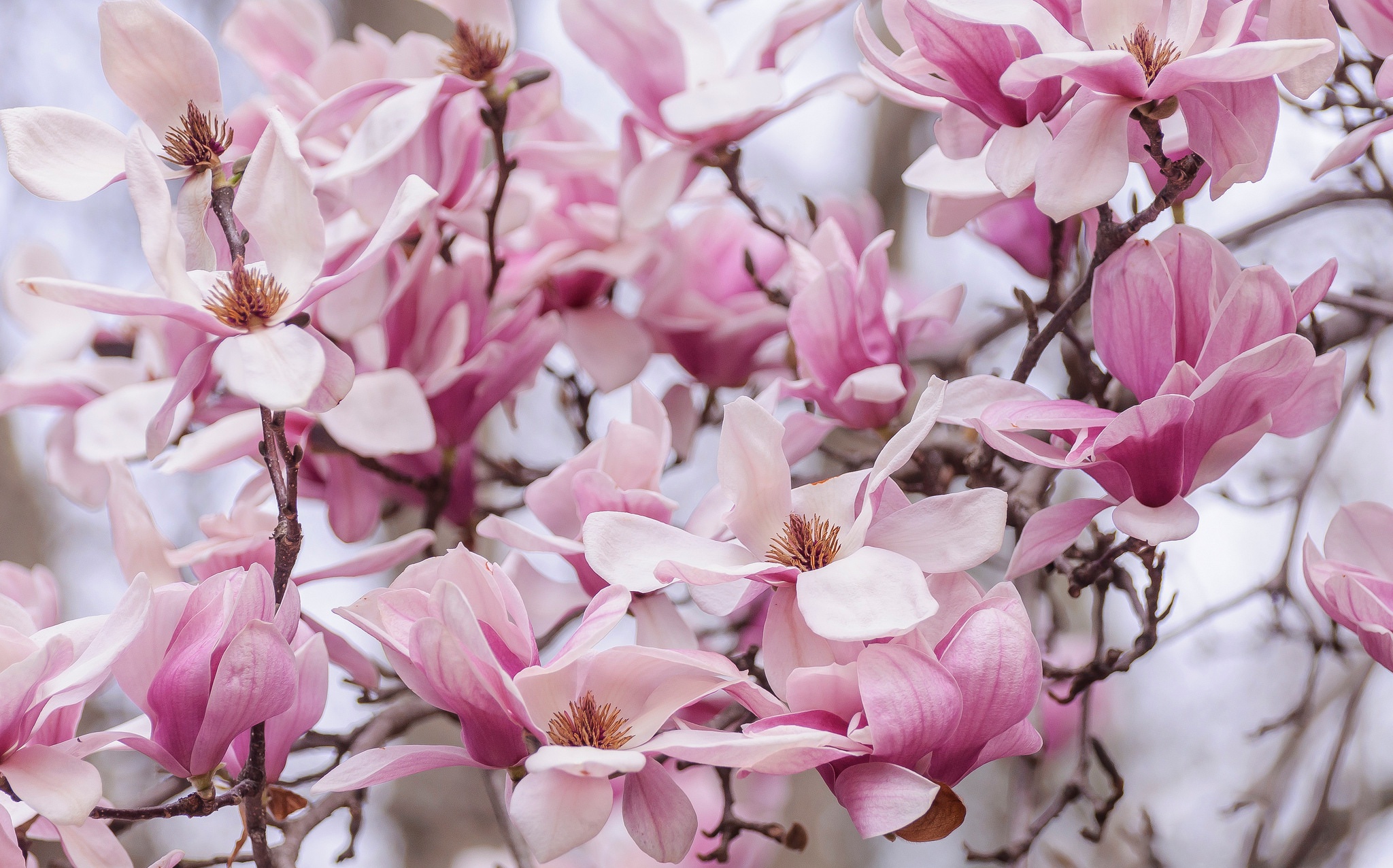 Обои природа, цветение, лепестки, весна, магнолия, nature, flowering, petals, spring, magnolia разрешение 2048x1276 Загрузить