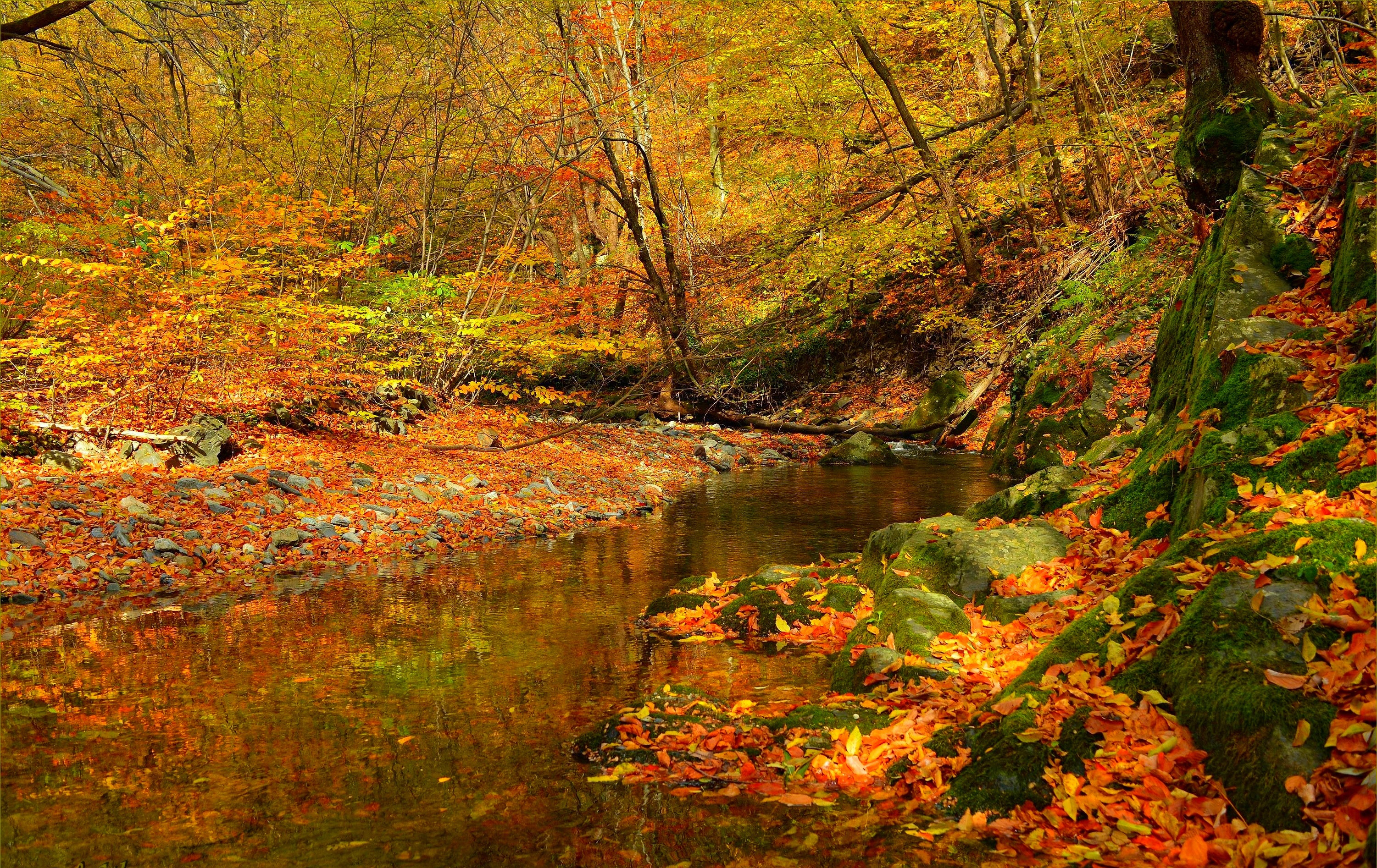 Обои лес, ручей, листва, осень, поток, листопад, forest, stream, foliage, autumn, falling leaves разрешение 3002x1894 Загрузить