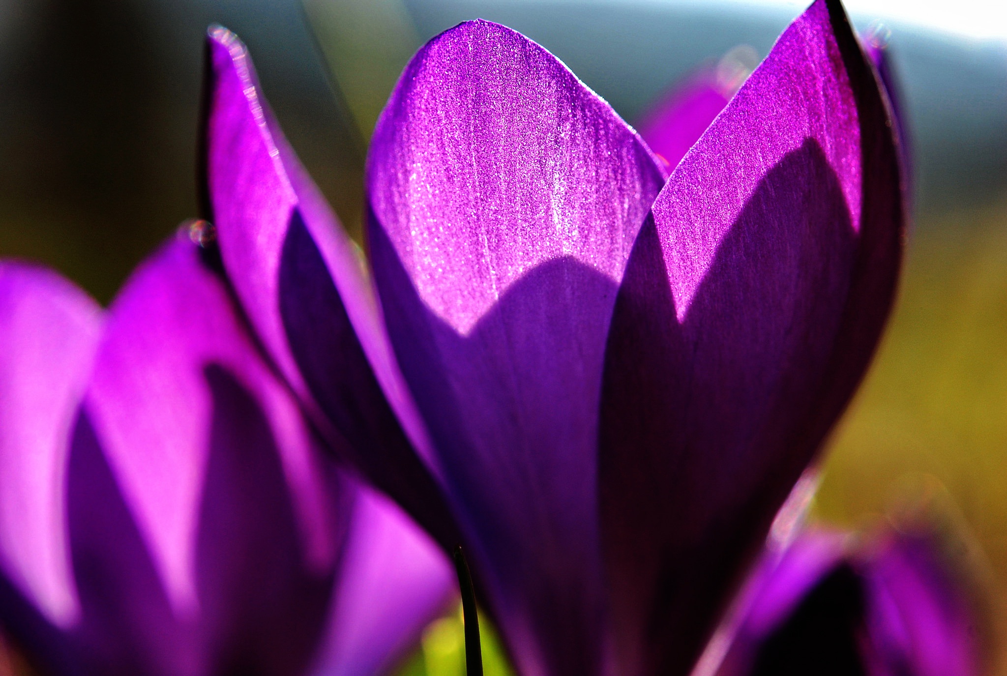 Обои цветы, макро, лепестки, весна, крокусы, flowers, macro, petals, spring, crocuses разрешение 2048x1375 Загрузить