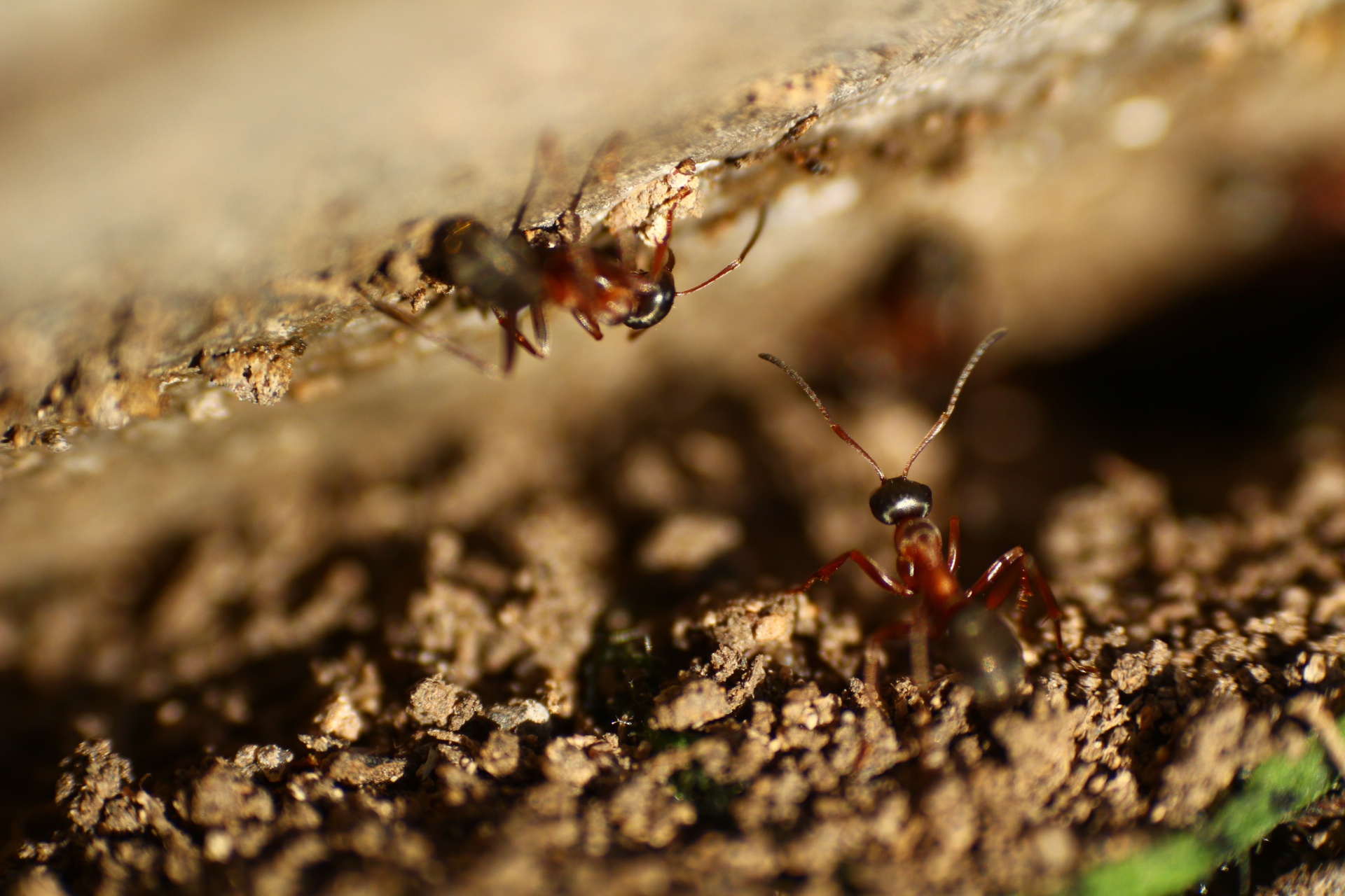 Обои насекомые, усики, муравьи, insects, antennae, ants разрешение 1920x1280 Загрузить