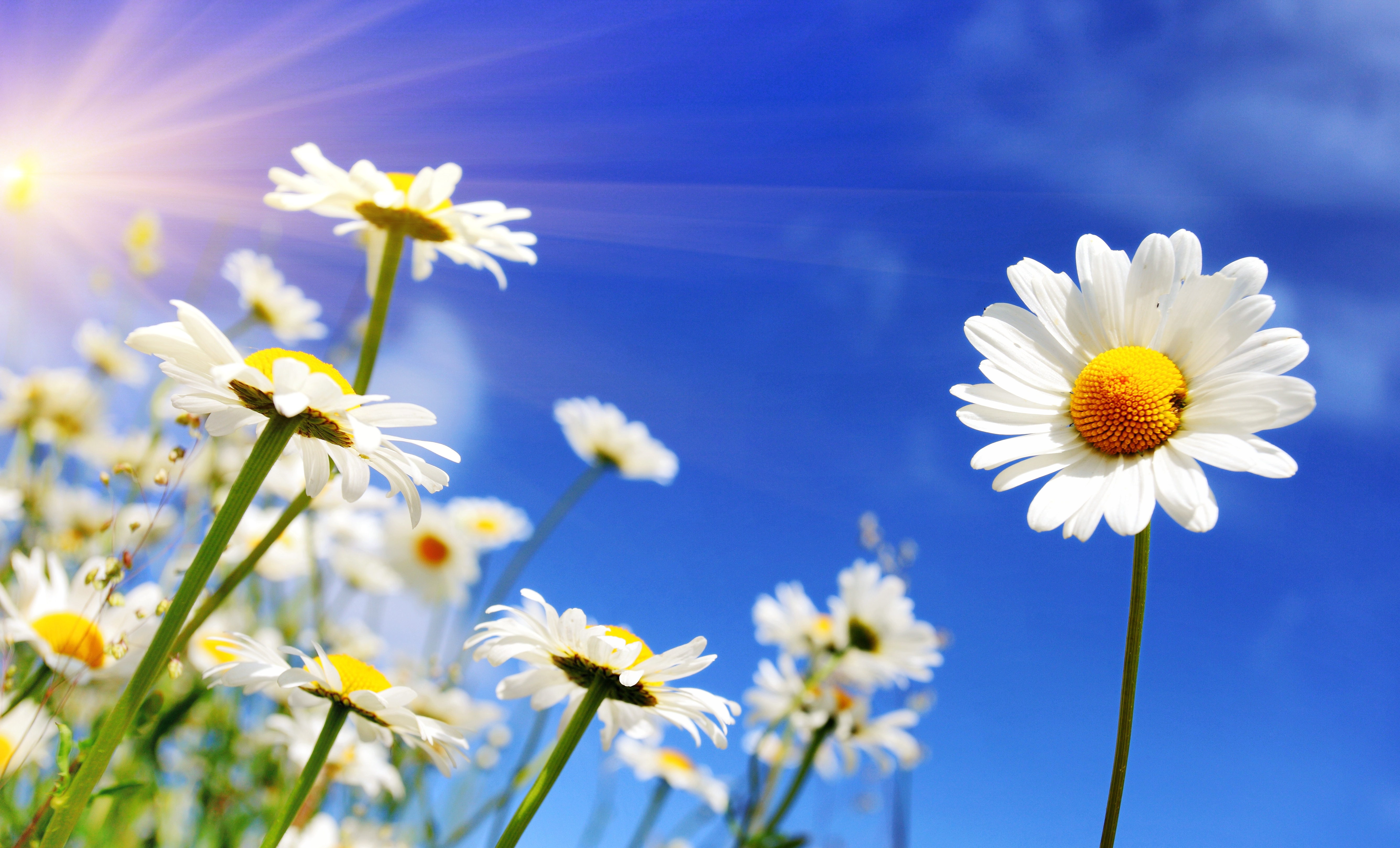 Обои небо, цветы, солнце, весна, ромашки, the sky, flowers, the sun, spring, chamomile разрешение 5342x3235 Загрузить