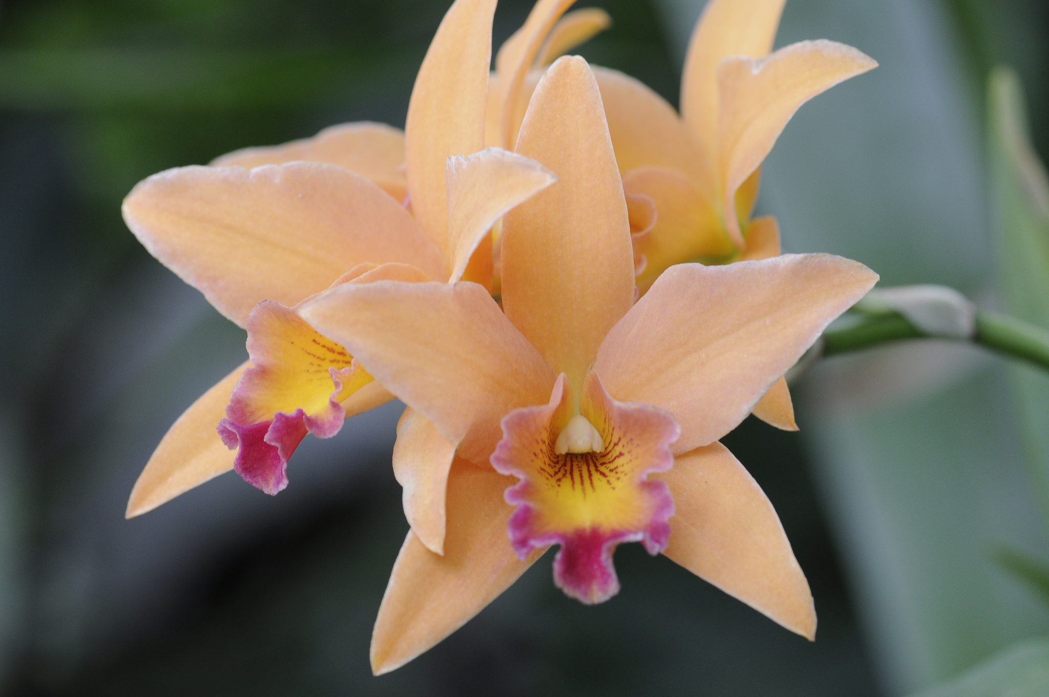 Орхидея Эвелина