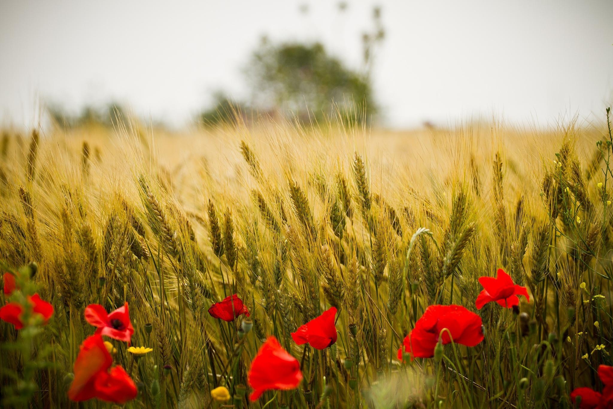 Обои цветы, природа, пейзаж, поле, красные, маки, колосья, пшеница, flowers, nature, landscape, field, red, maki, ears, wheat разрешение 2048x1366 Загрузить