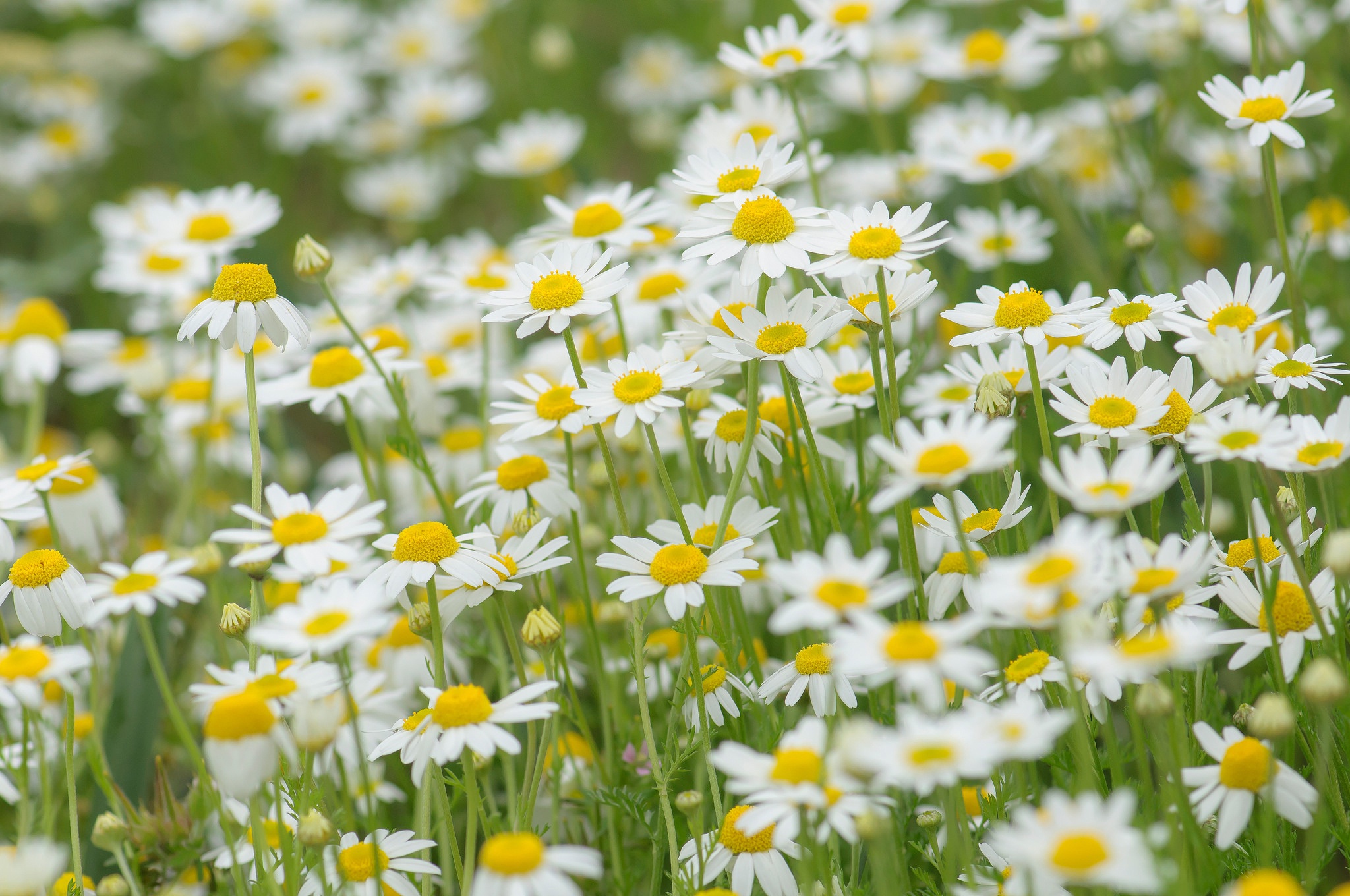 Обои цветы, природа, поле, луг, ромашки, flowers, nature, field, meadow, chamomile разрешение 2048x1360 Загрузить