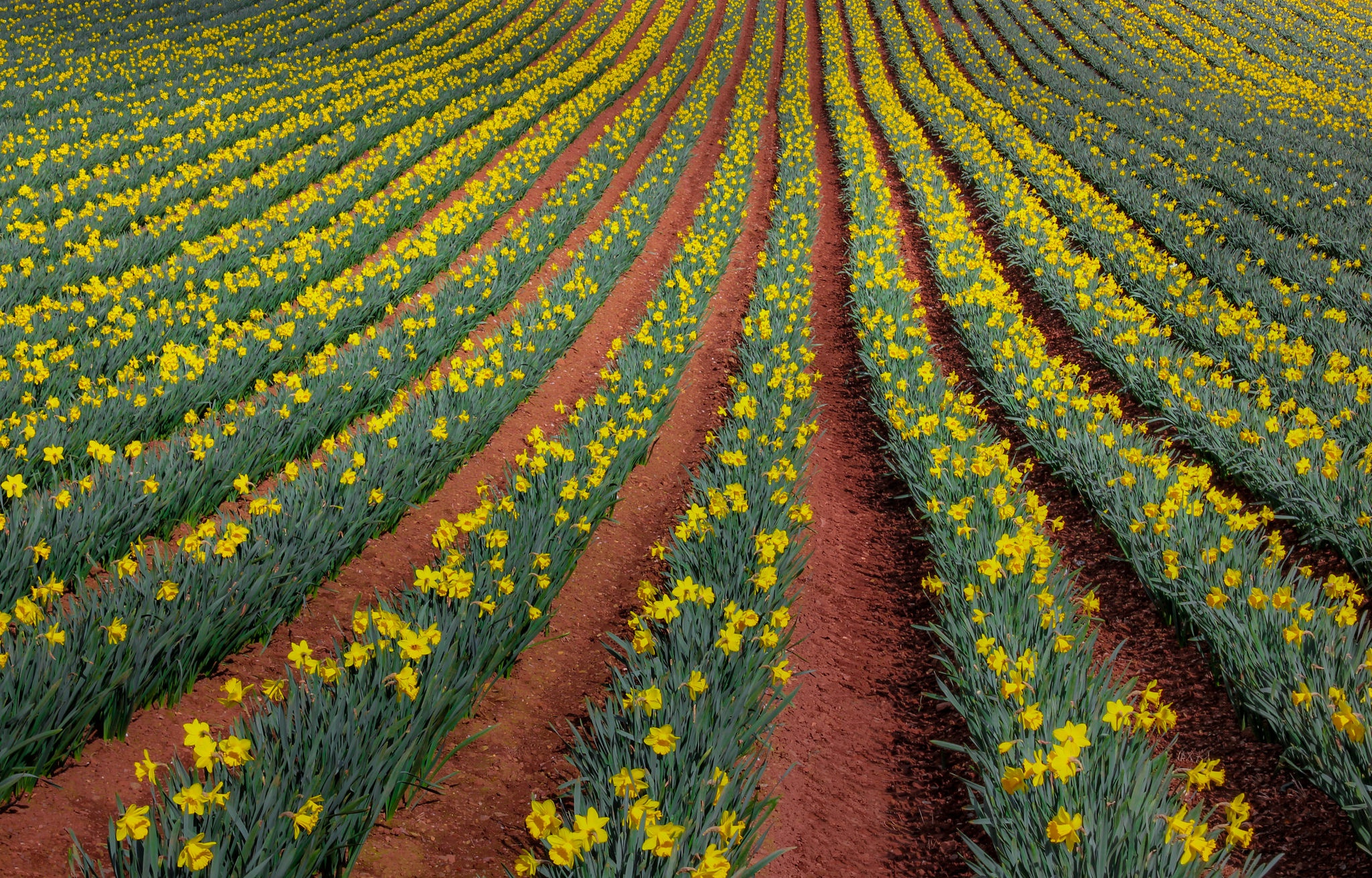 Обои цветы, природа, поле, нарциссы, flowers, nature, field, daffodils разрешение 2048x1310 Загрузить