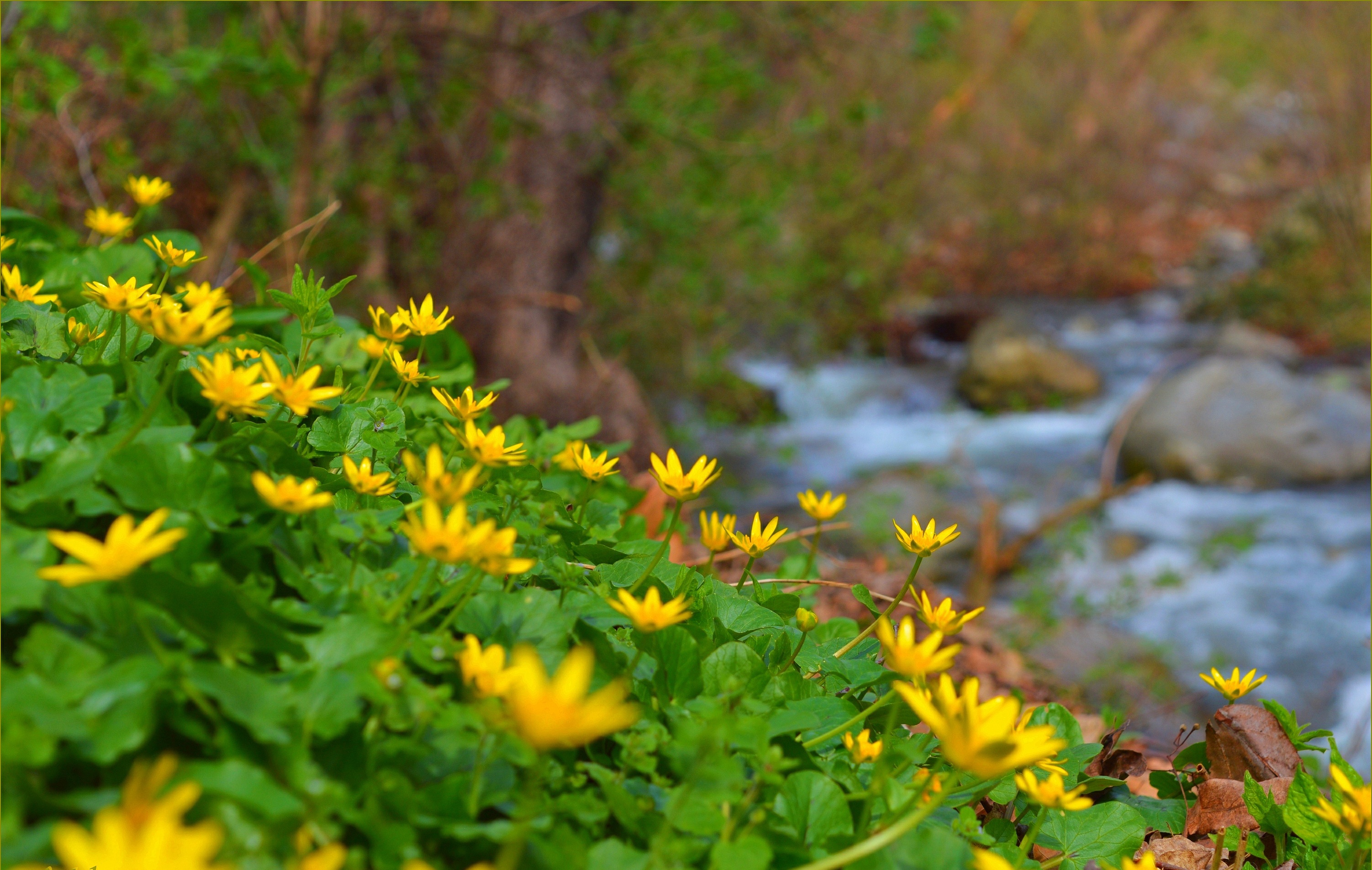 Обои цветы, природа, ручей, весна, лютик, желтые цветы, flowers, nature, stream, spring, buttercup, yellow flowers разрешение 3004x1905 Загрузить