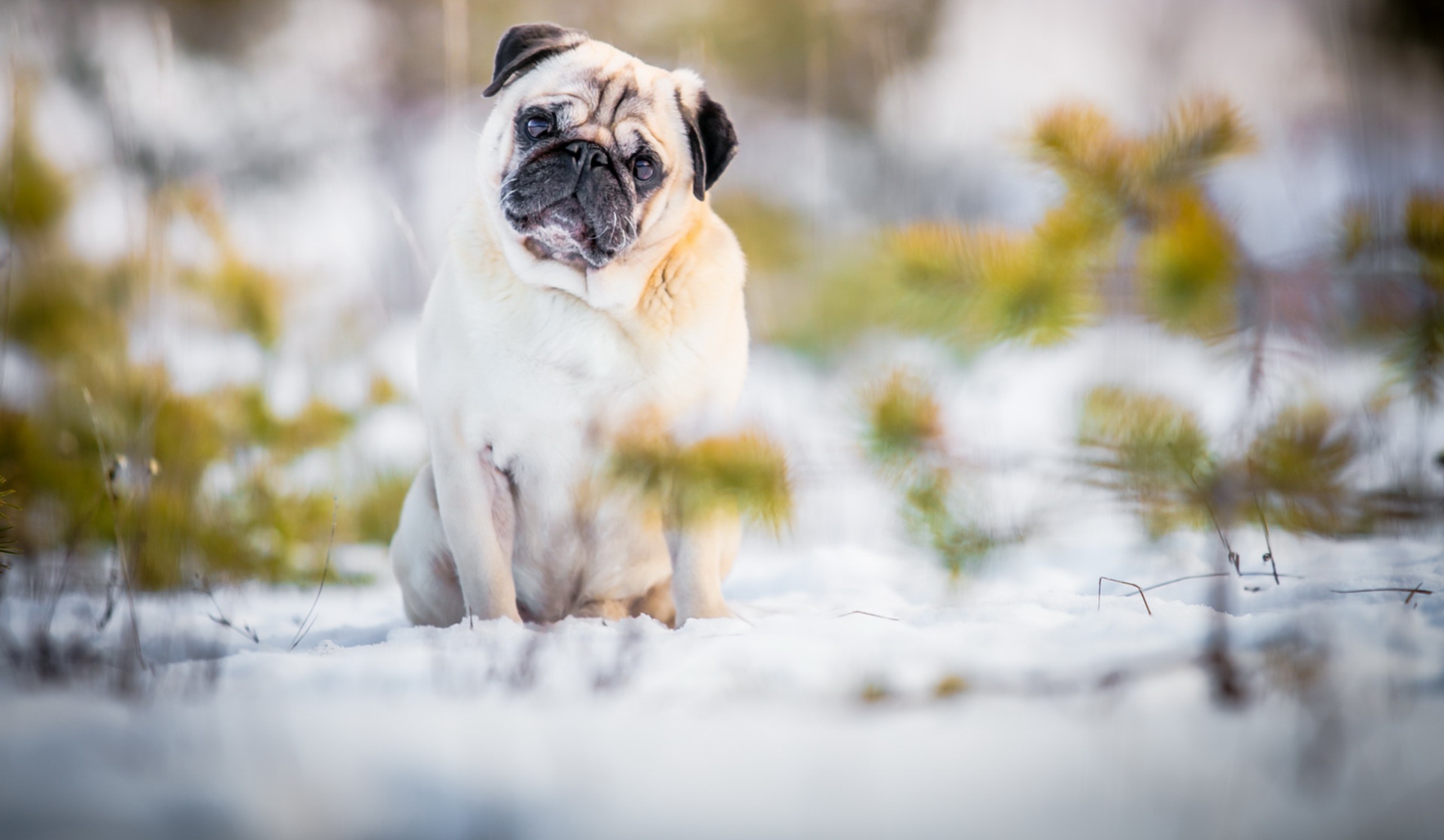 Обои снег, природа, мордочка, взгляд, собака, лапки, мопс, snow, nature, muzzle, look, dog, legs, pug разрешение 1920x1117 Загрузить