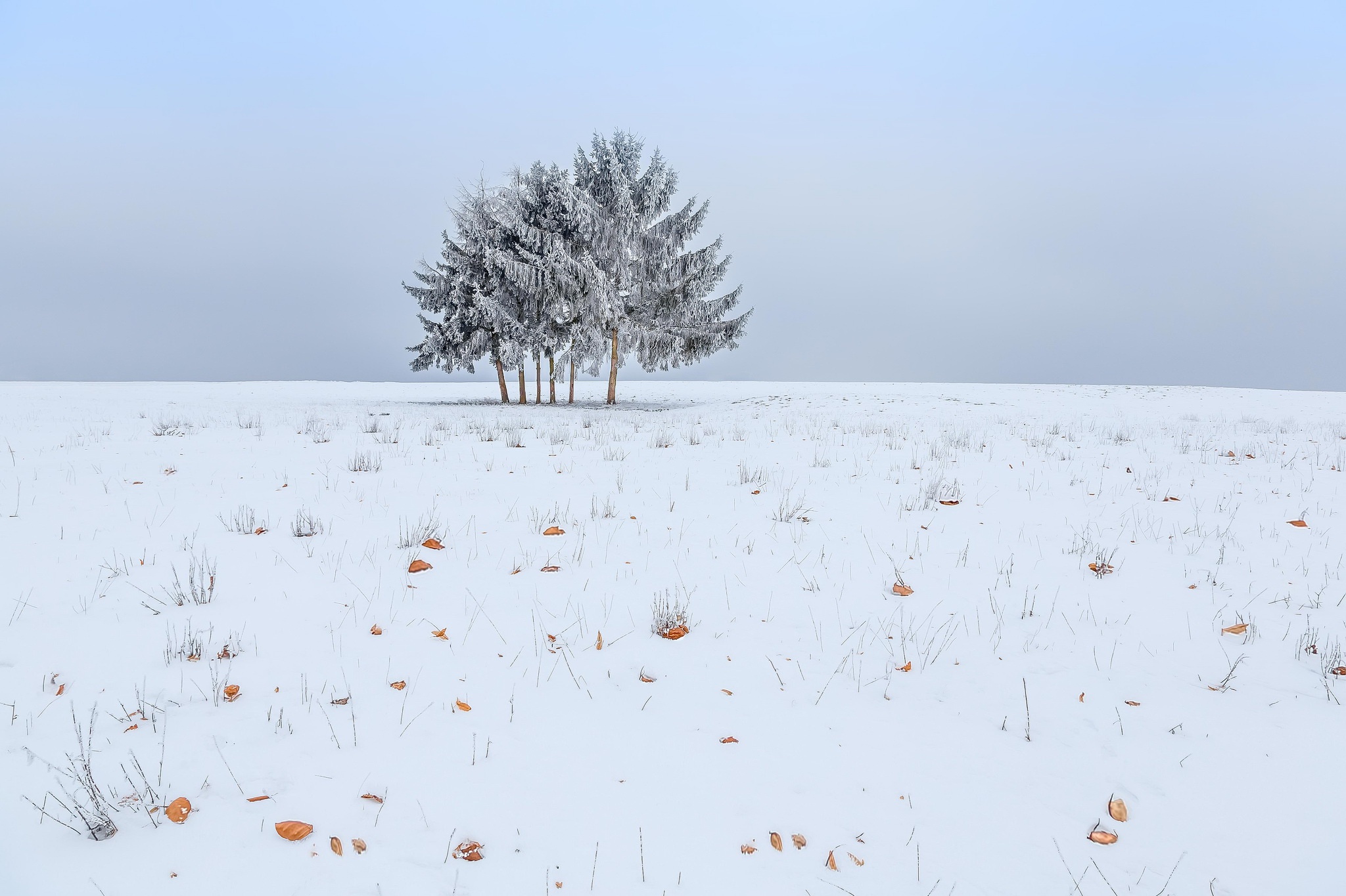 Обои небо, снег, дерево, зима, поле, the sky, snow, tree, winter, field разрешение 2048x1365 Загрузить