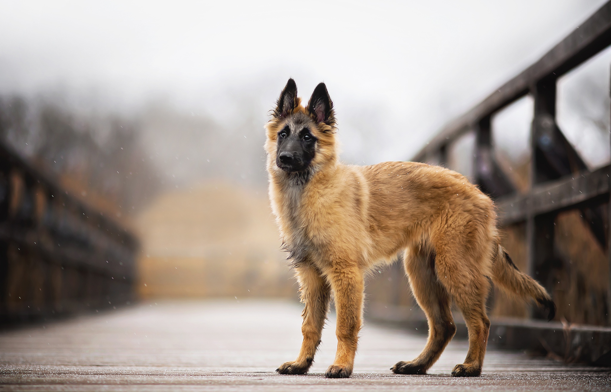 Обои снег, мост, собака, faye, малинуа, бельгийская овчарка, snow, bridge, dog, malinois, belgian shepherd разрешение 2048x1314 Загрузить