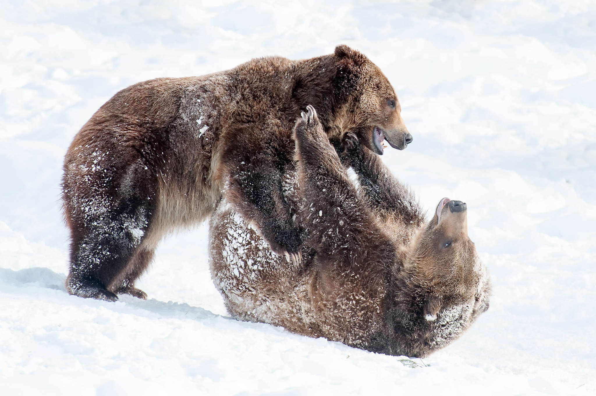 Обои снег, природа, зима, лапы, борьба, медведь, игра, медведи, snow, nature, winter, paws, fight, bear, the game, bears разрешение 2048x1363 Загрузить