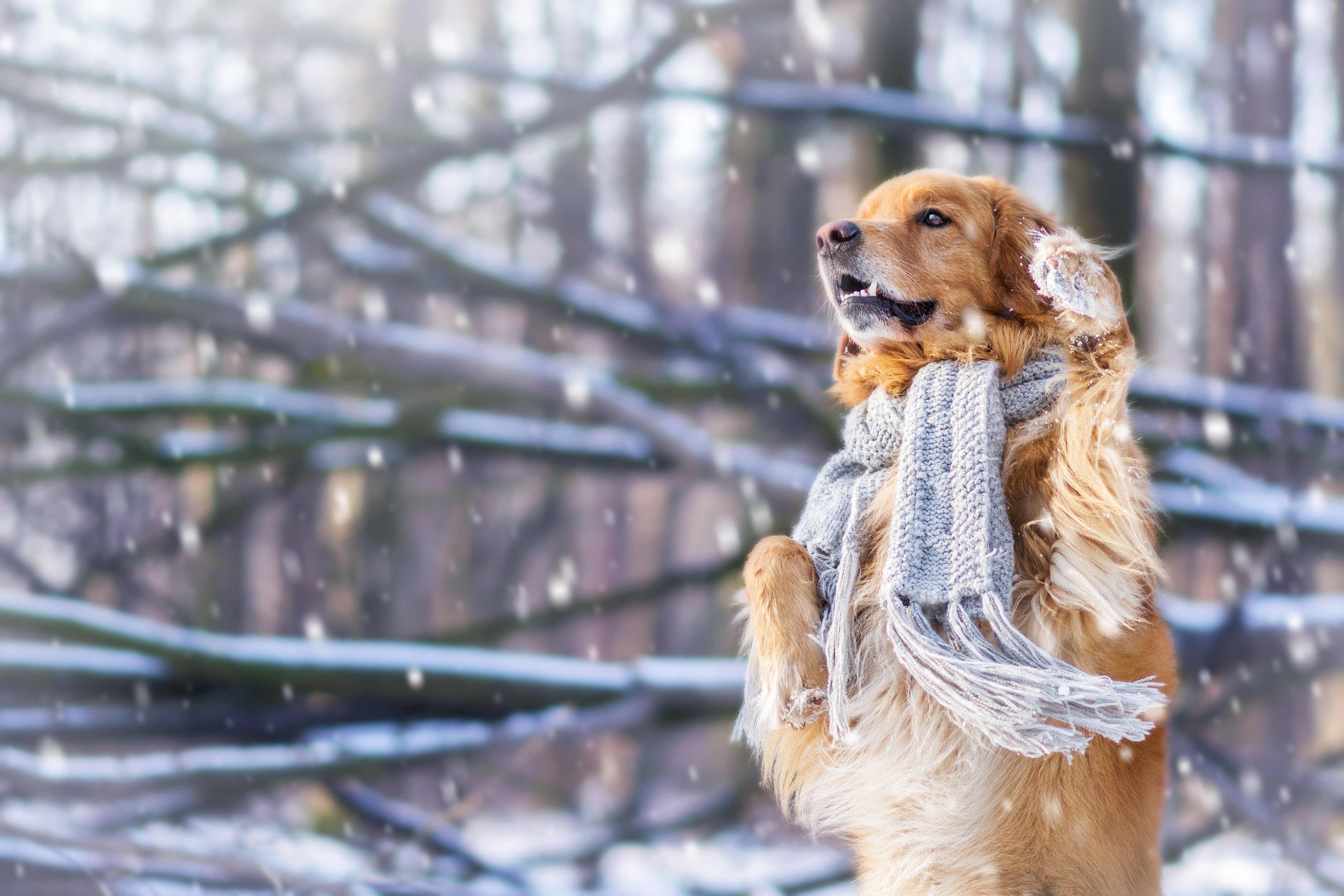 Обои снег, зима, настроение, собака, шарф, стойка, золотистый ретривер, snow, winter, mood, dog, scarf, stand, golden retriever разрешение 4608x3072 Загрузить