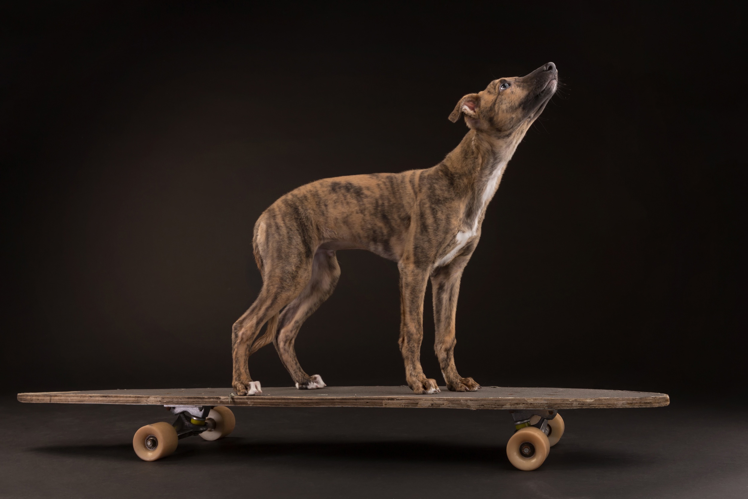 Обои фон, собака, скейтборд, борзая, скейтборт, background, dog, skateboard, greyhound, breitbart разрешение 2500x1667 Загрузить