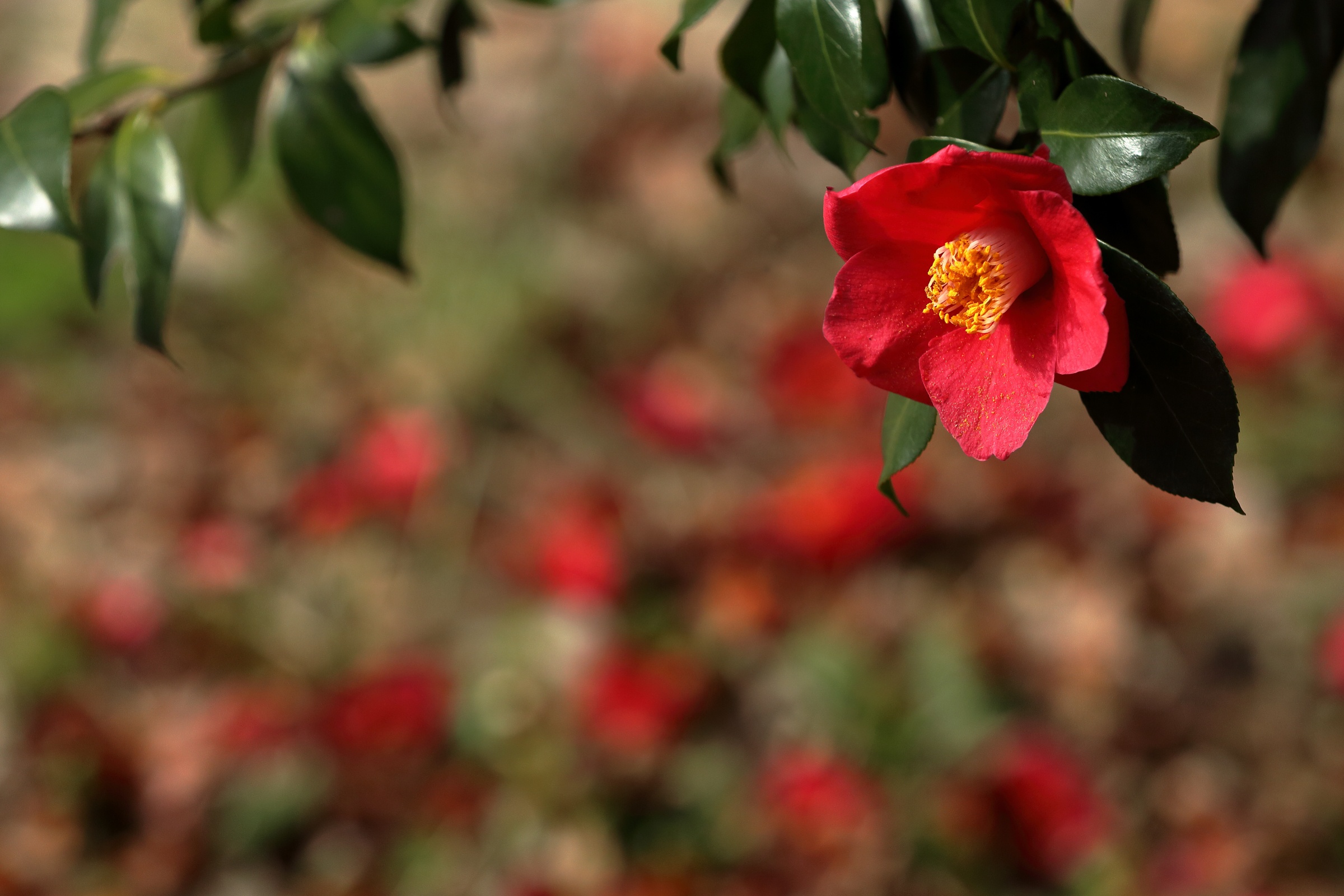 Обои ветка, природа, фон, цветок, красная, камелия, branch, nature, background, flower, red, camellia разрешение 2400x1600 Загрузить