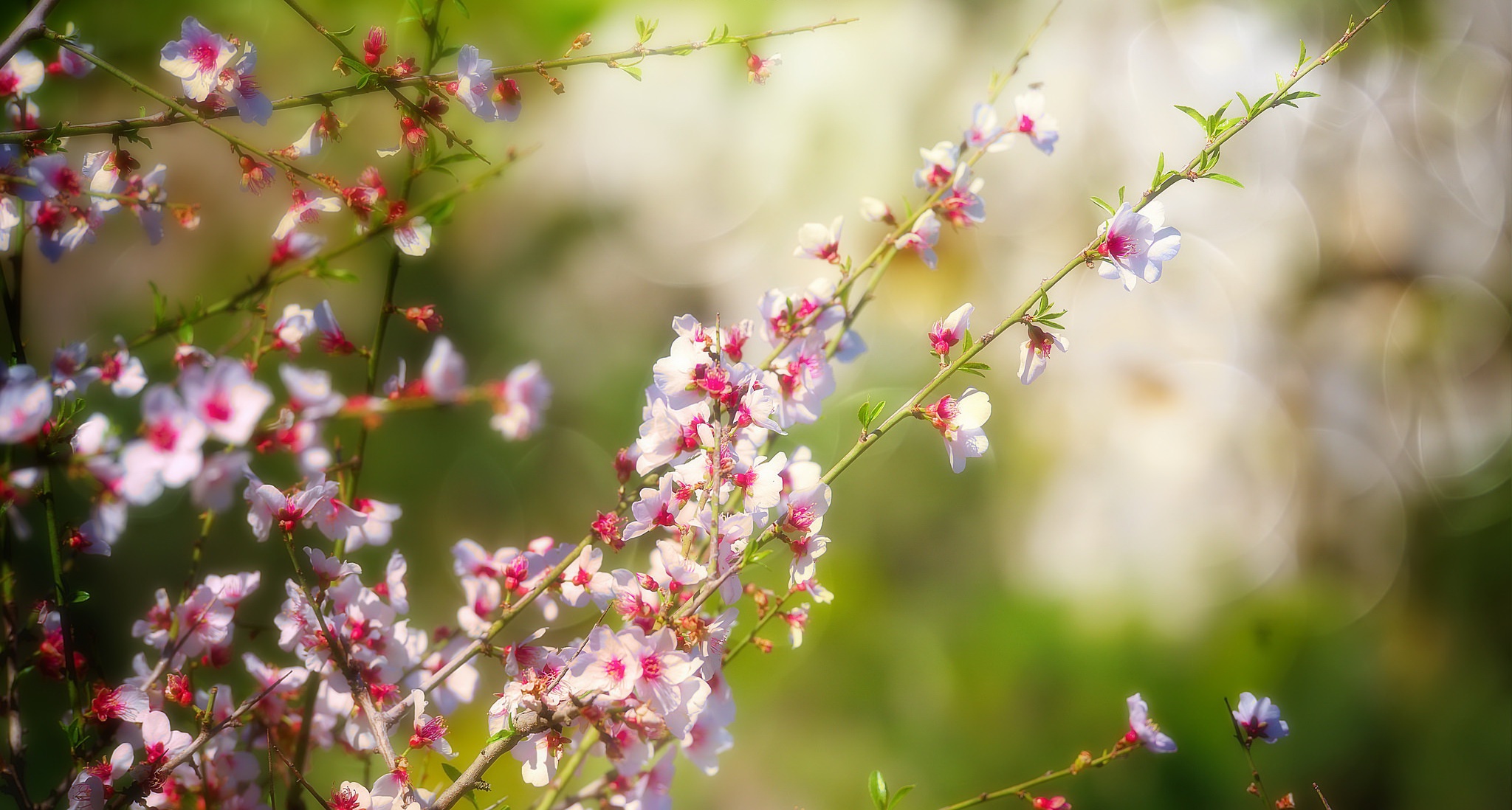 Обои ветка, природа, цветение, весна, branch, nature, flowering, spring разрешение 2048x1098 Загрузить