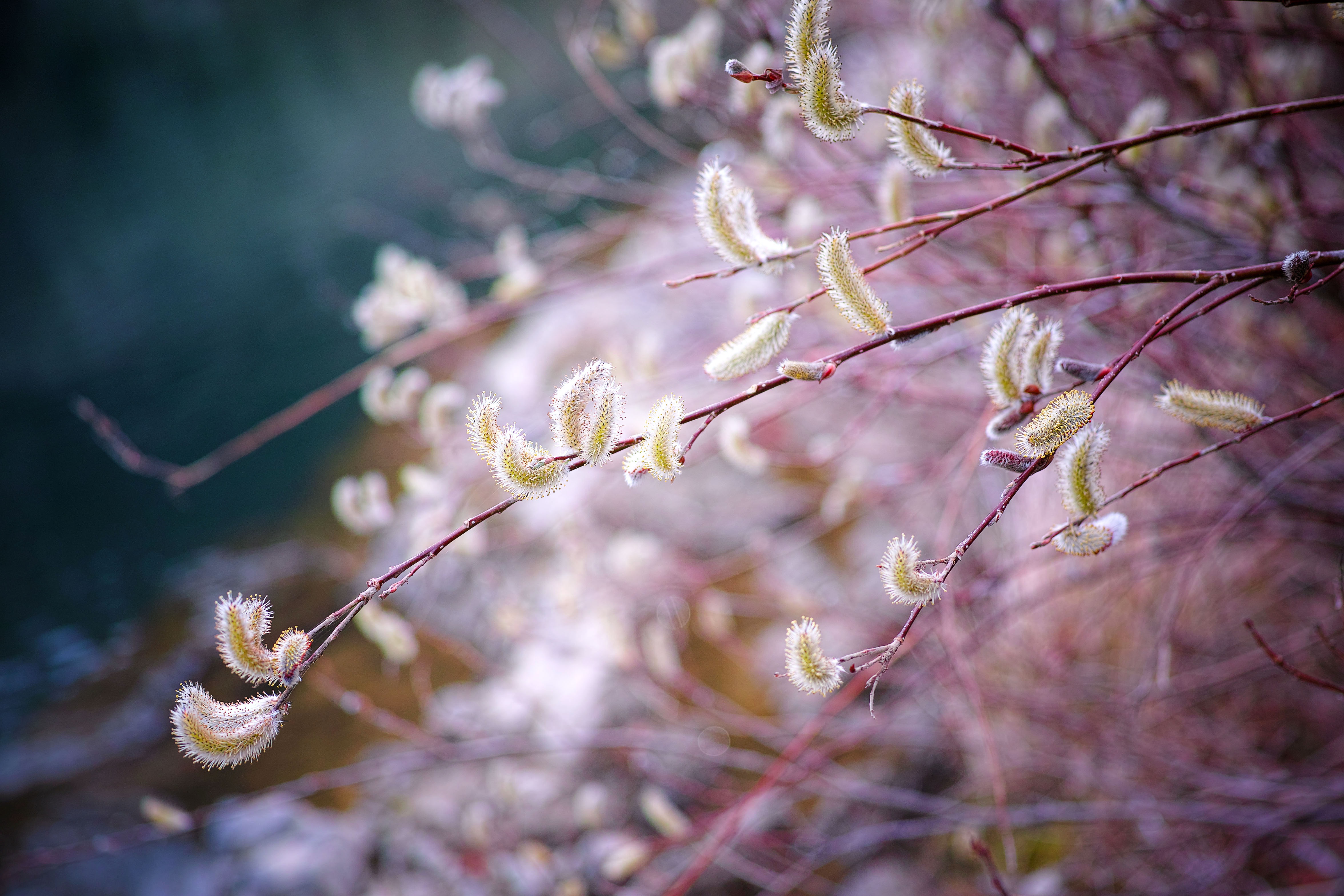 Обои ветка, природа, размытость, весна, верба, branch, nature, blur, spring, verba разрешение 4704x3136 Загрузить