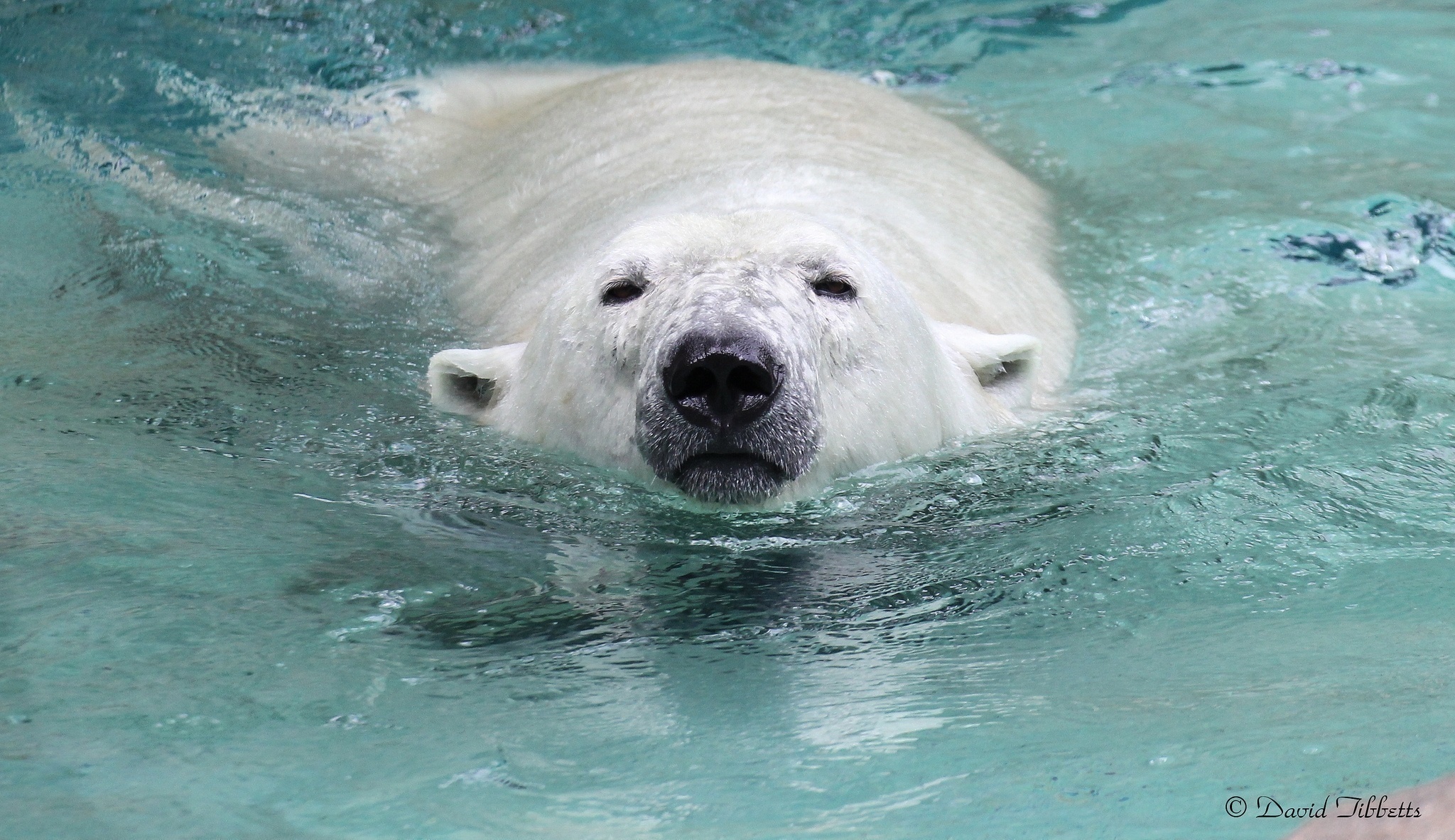 Медведь плавает скорость. Белый медведь. Белый медведь плавает. Белый медведь плывет. Полярный медведь.