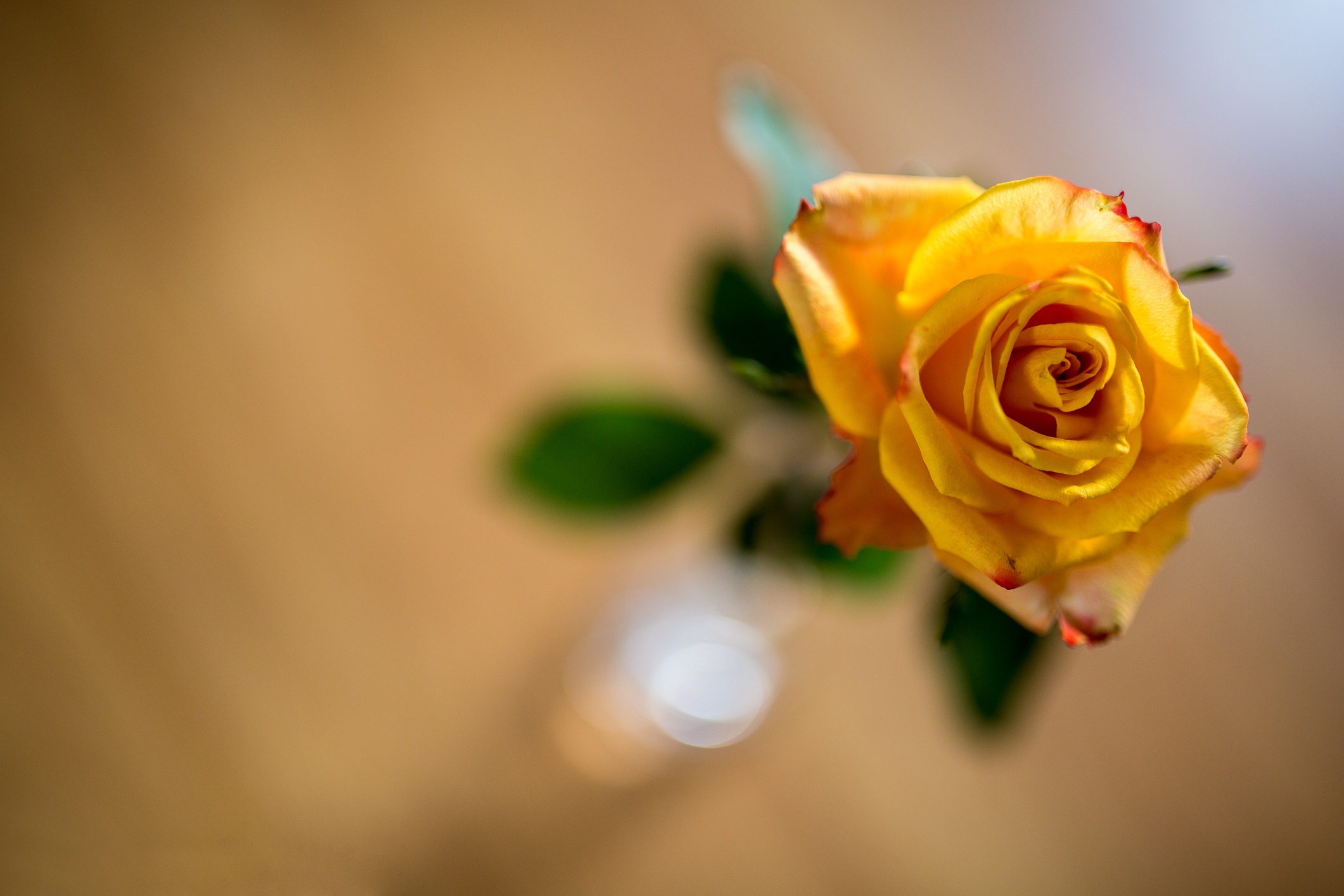 Обои желтый, фон, цветок, роза, боке, yellow, background, flower, rose, bokeh разрешение 2121x1414 Загрузить