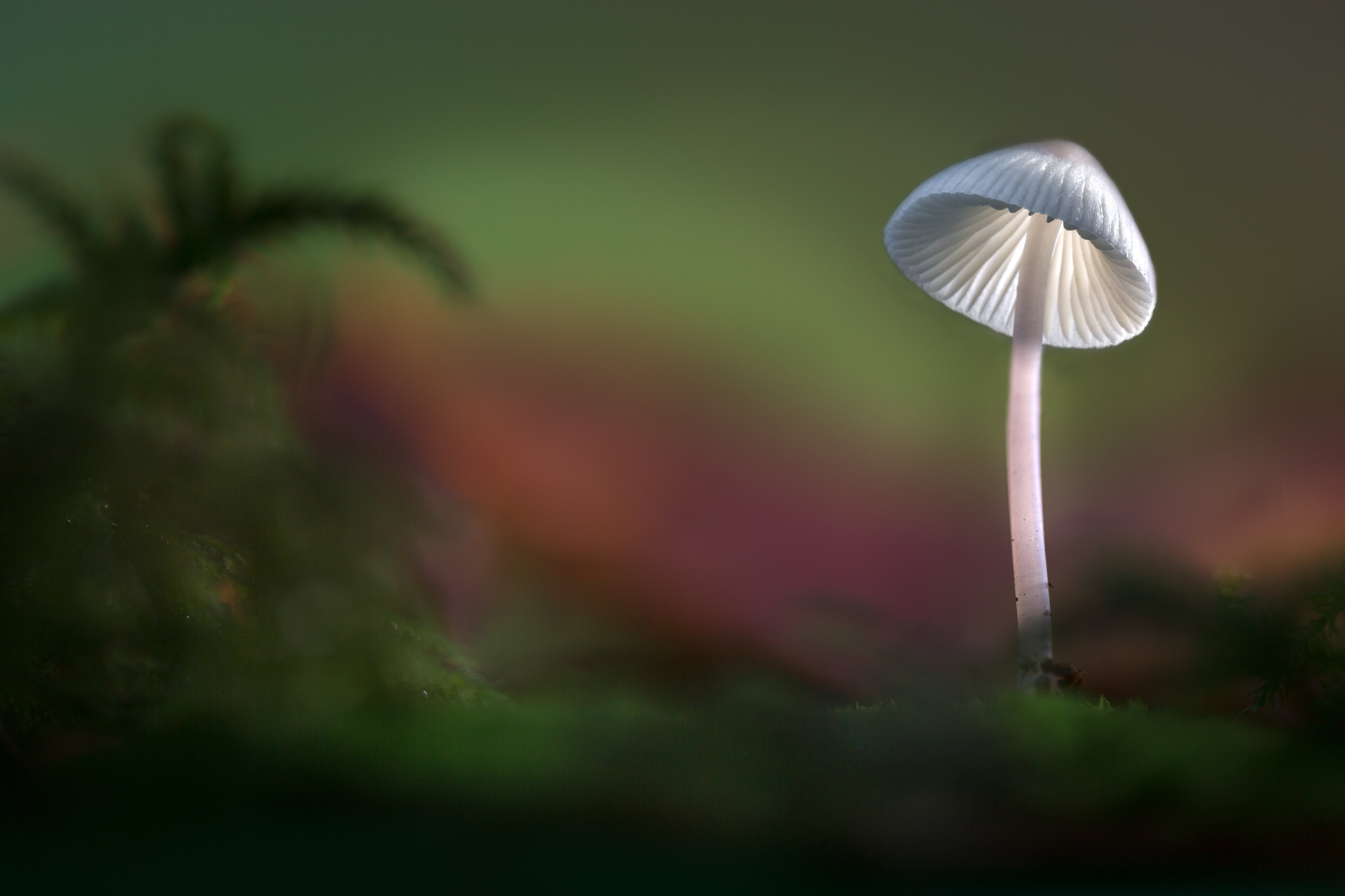 Обои свет, лес, осень, гриб, шляпка, sophiaspurgin, light, forest, autumn, mushroom, hat разрешение 5760x3840 Загрузить
