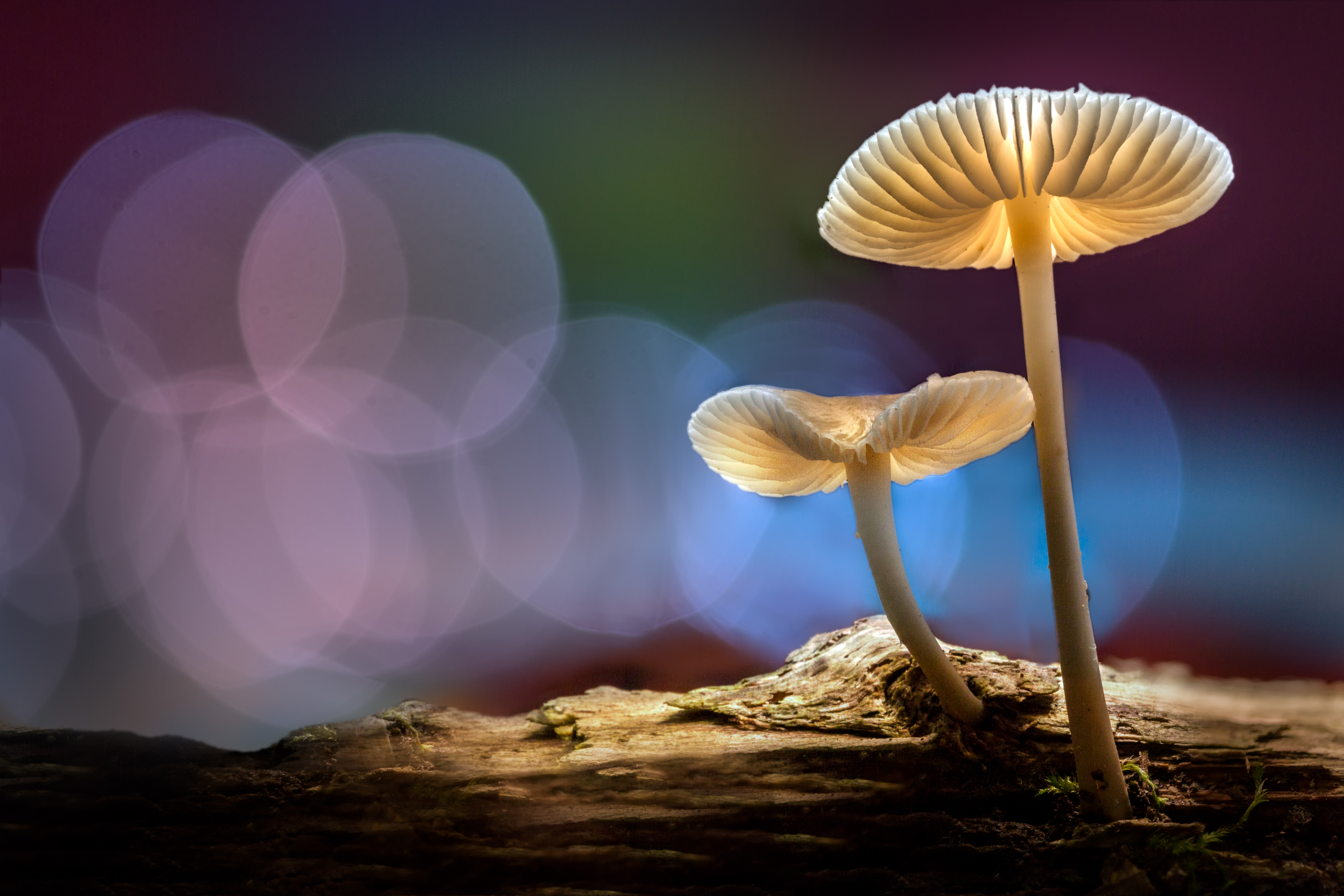 Обои свет, лес, осень, грибы, шляпки, боке, sophiaspurgin, light, forest, autumn, mushrooms, hats, bokeh разрешение 5652x3768 Загрузить