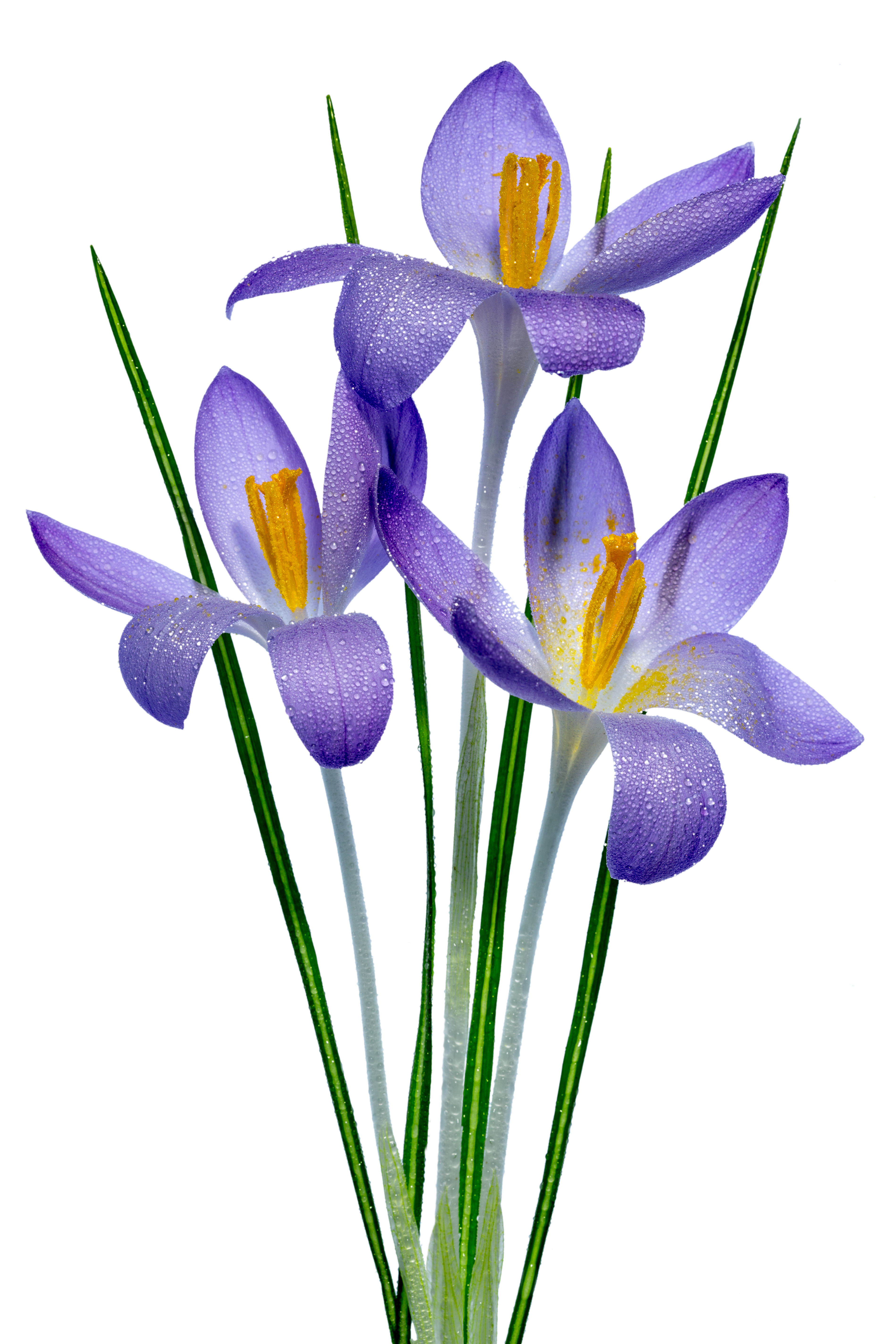 Обои цветок, фиолетовый, весна, дождь, белый фон, ирисы, ирис, sophiaspurgin, flower, purple, spring, rain, white background, irises, iris разрешение 3798x5696 Загрузить