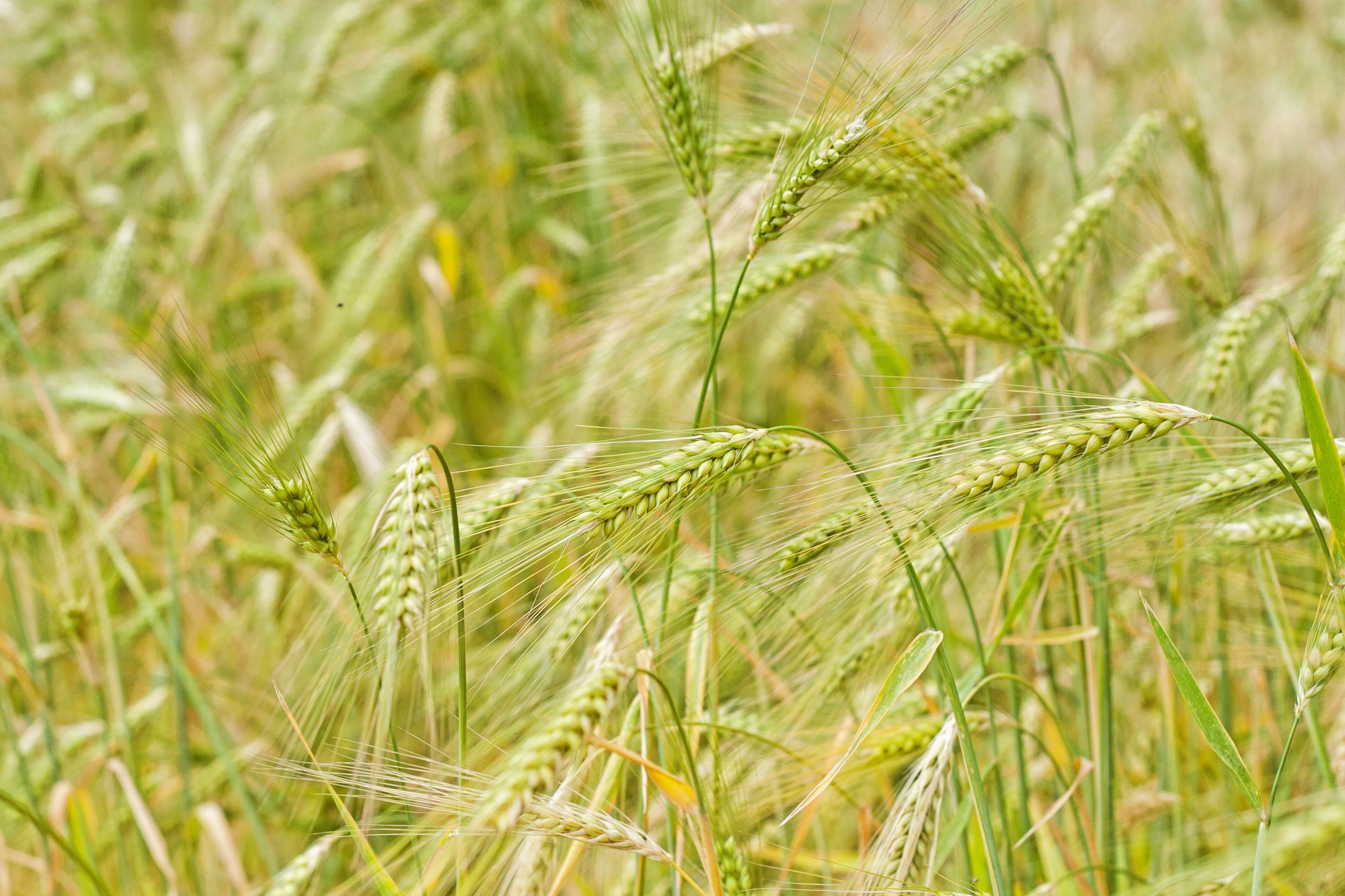 Обои природа, макро, поле, колосья, пшеница, nature, macro, field, ears, wheat разрешение 3200x2133 Загрузить