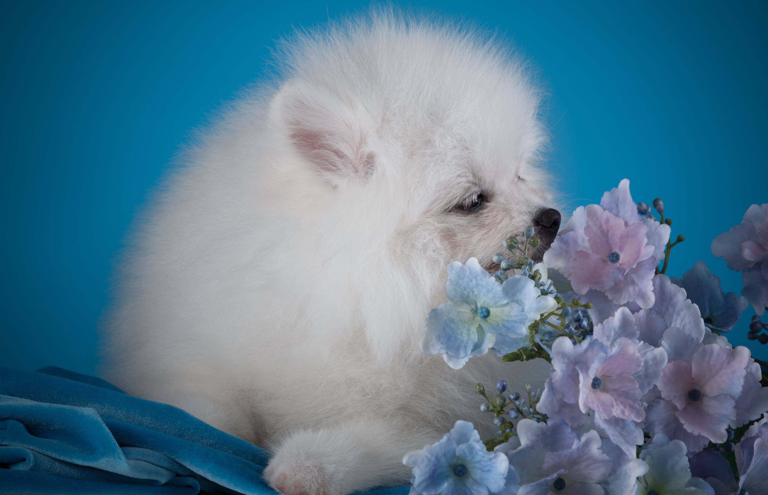 Обои цветы, белый, собака, щенок, гортензия, шпиц, flowers, white, dog, puppy, hydrangea, spitz разрешение 3000x1936 Загрузить