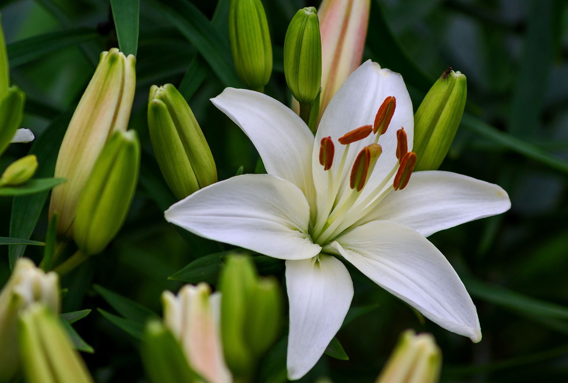 Обои цветы, бутоны, макро, лилия, белые, белая, flowers, buds, macro, lily, white разрешение 1920x1296 Загрузить