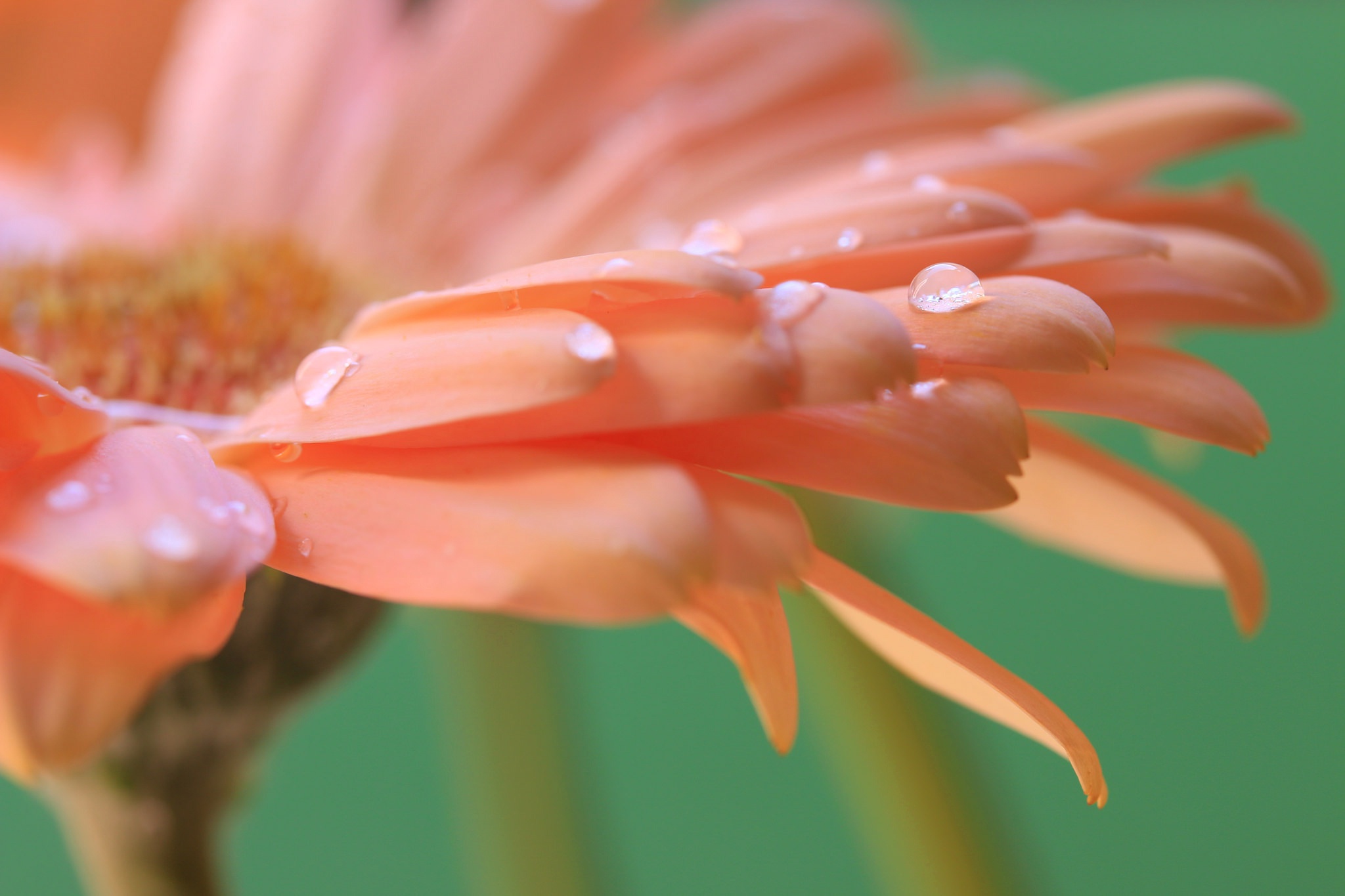 Обои цветок, капли, лепестки, гербера, flower, drops, petals, gerbera разрешение 2048x1365 Загрузить