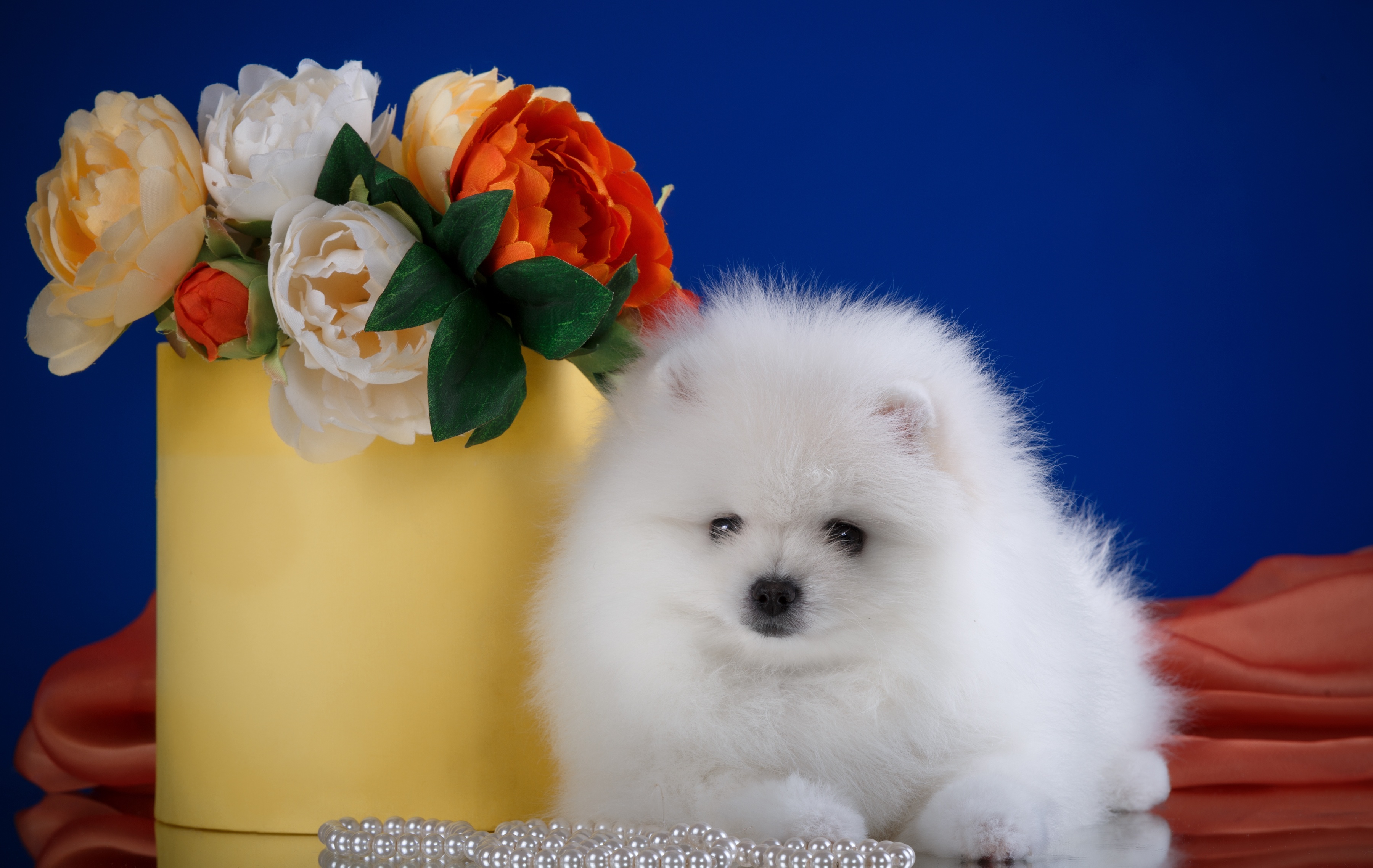 Обои цветы, белый, порода, шпиц, flowers, white, breed, spitz разрешение 3600x2276 Загрузить