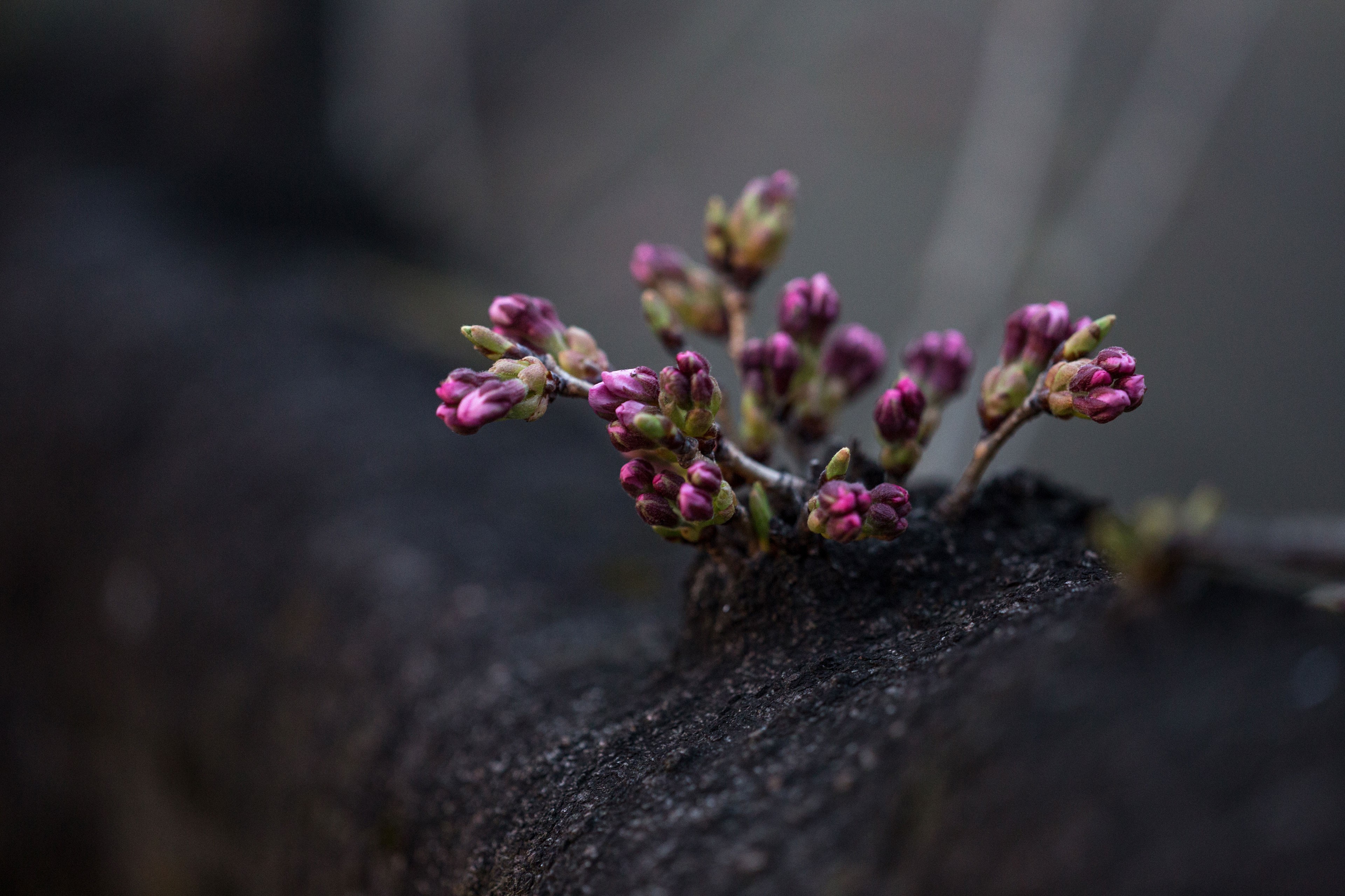 Обои цветы, дерево, цветение, весна, фиолетовые, flowers, tree, flowering, spring, purple разрешение 3840x2560 Загрузить