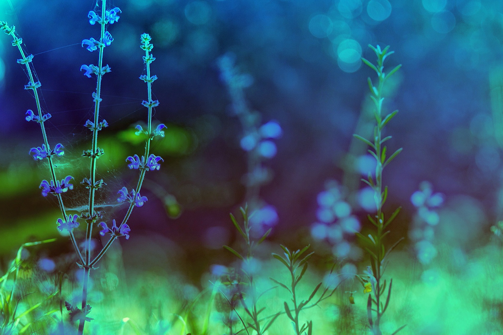 природа синие цветы трава бесплатно