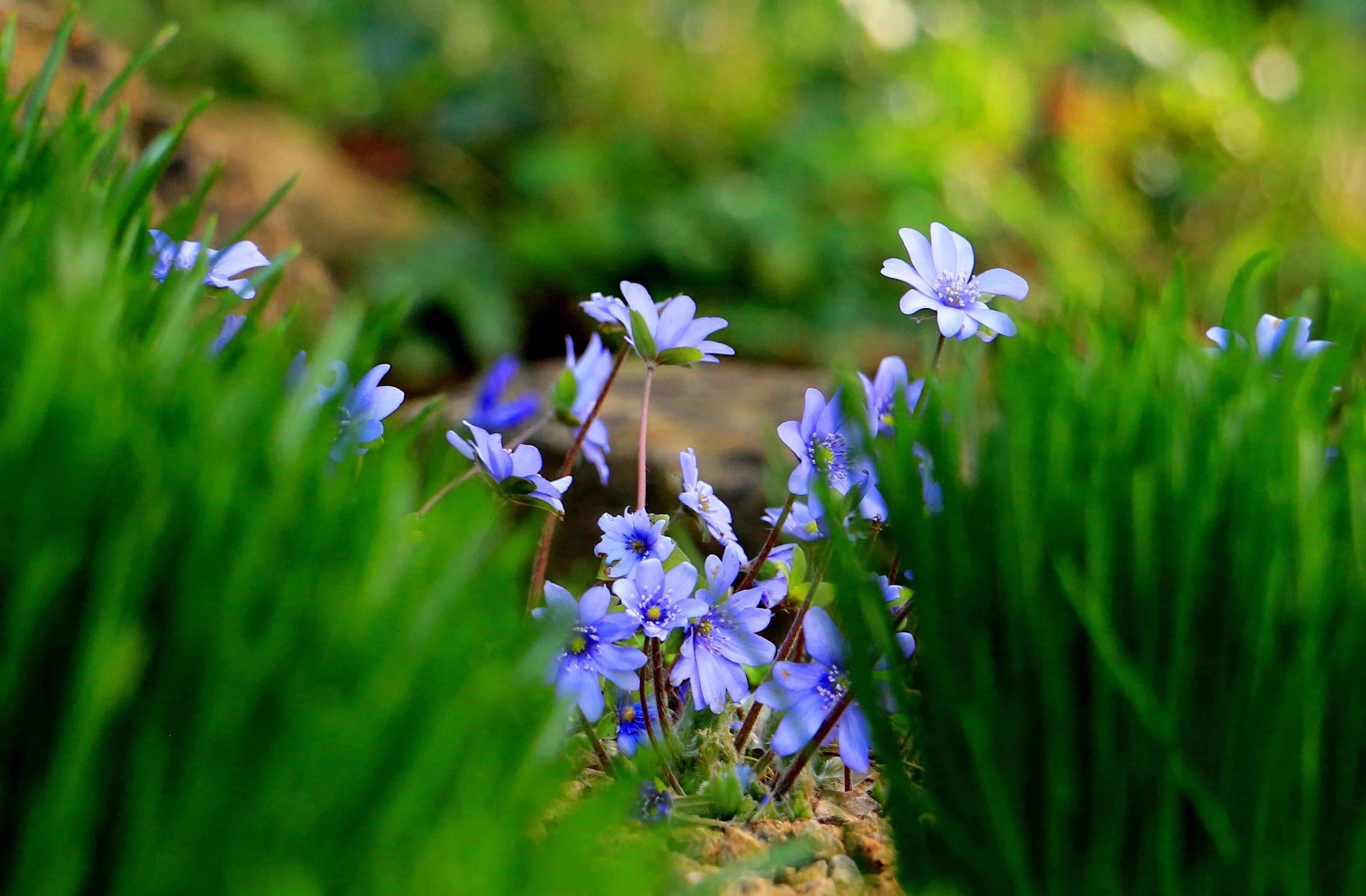 природа синие цветы трава без смс