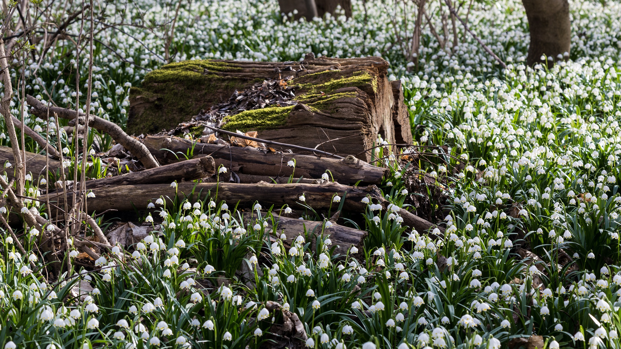 Обои цветы, лес, поляна, весна, подснежники, flowers, forest, glade, spring, snowdrops разрешение 2048x1152 Загрузить