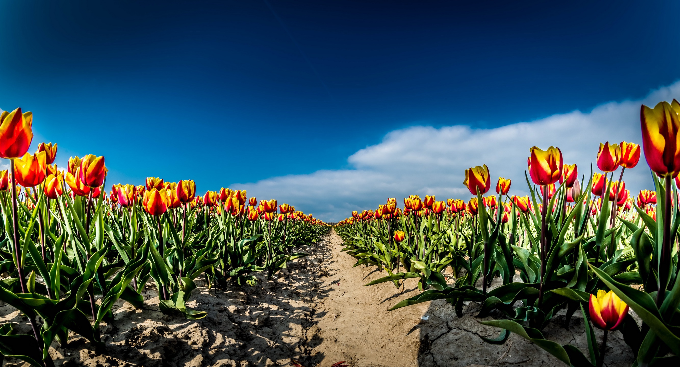 поле тюльпаны оранжевые цветы природа без смс