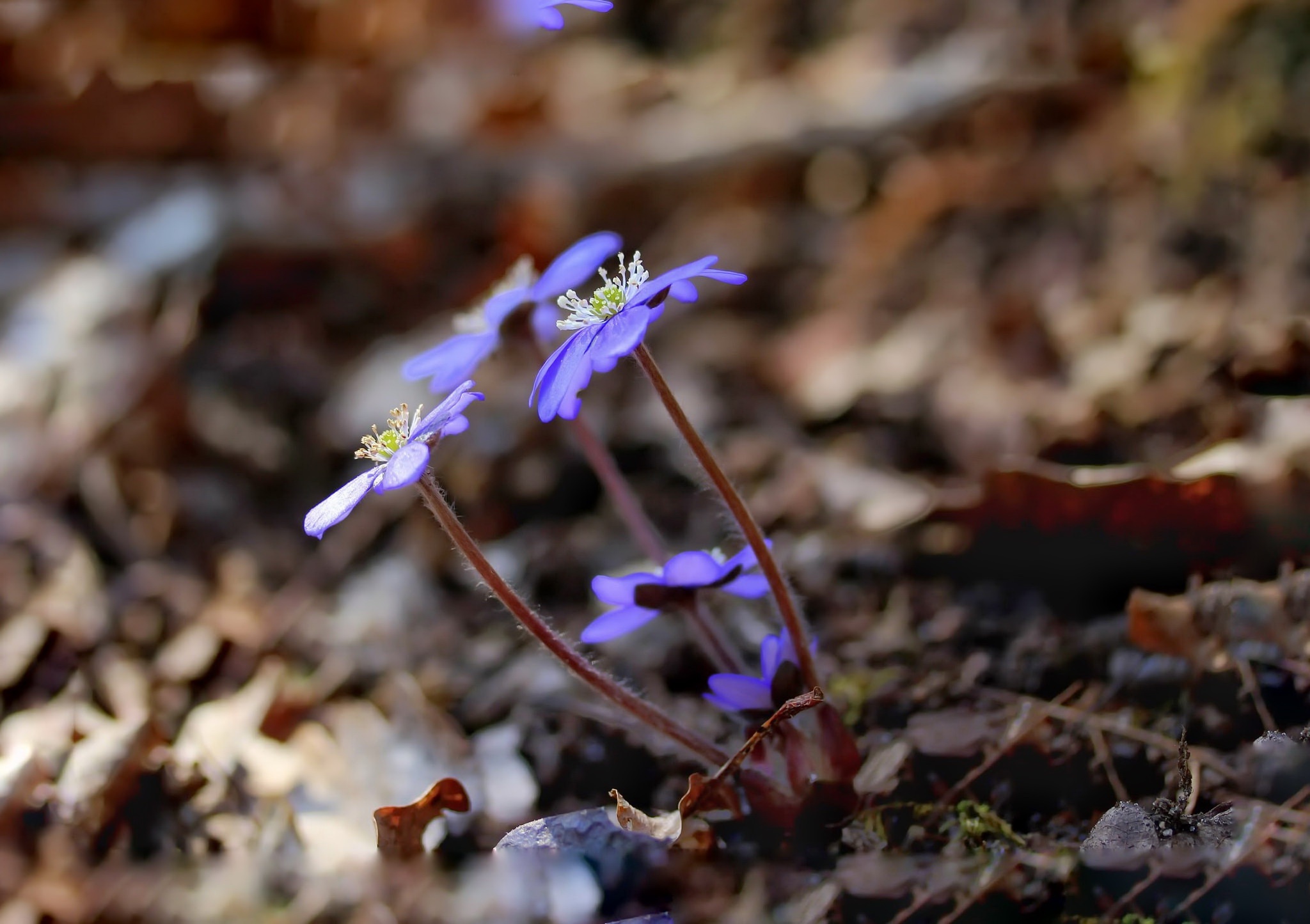 Обои цветы, природа, весна, пролеска, flowers, nature, spring, scilla разрешение 2048x1445 Загрузить