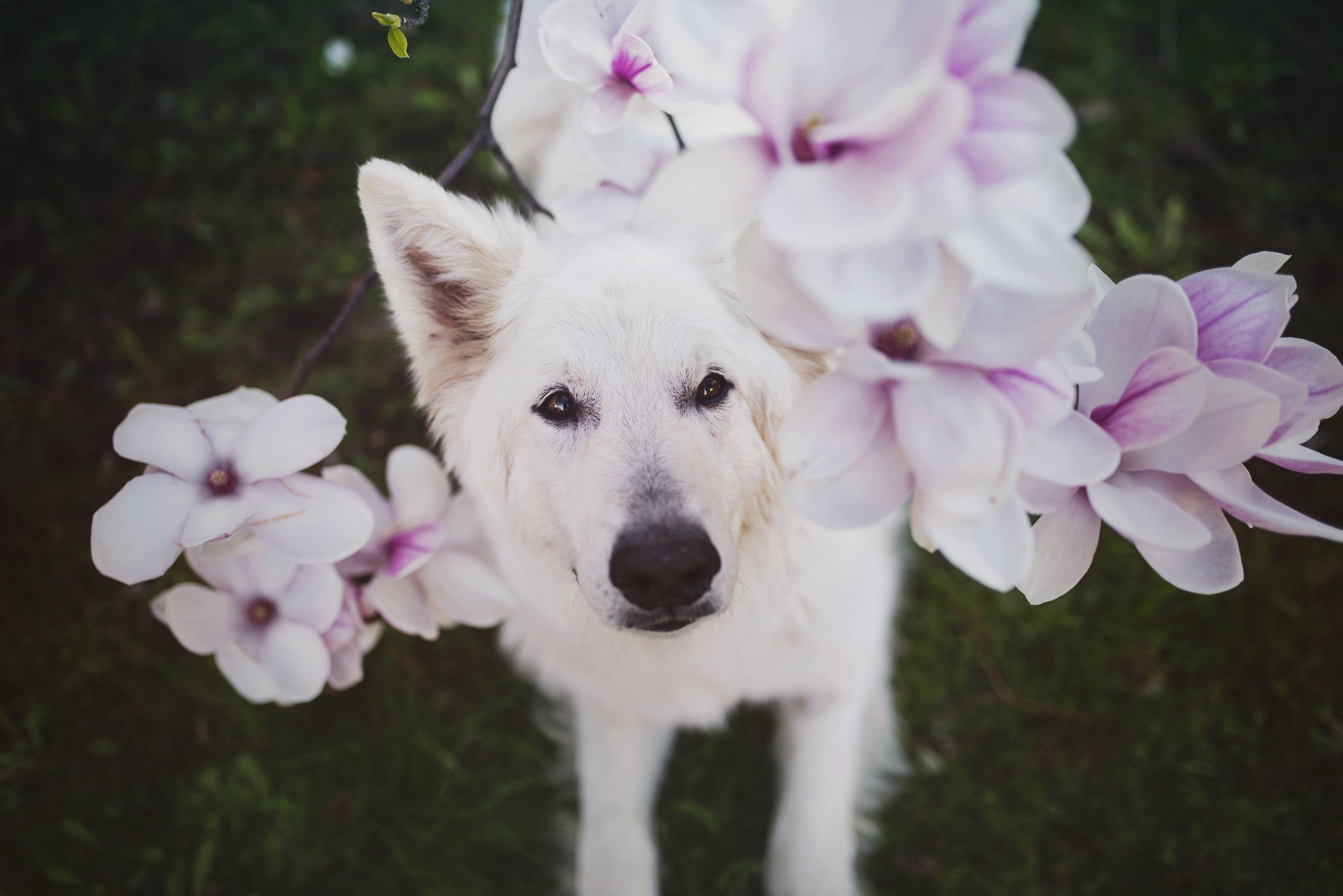 Обои глаза, цветы, взгляд, собака, белая, nanook, eyes, flowers, look, dog, white разрешение 2048x1367 Загрузить