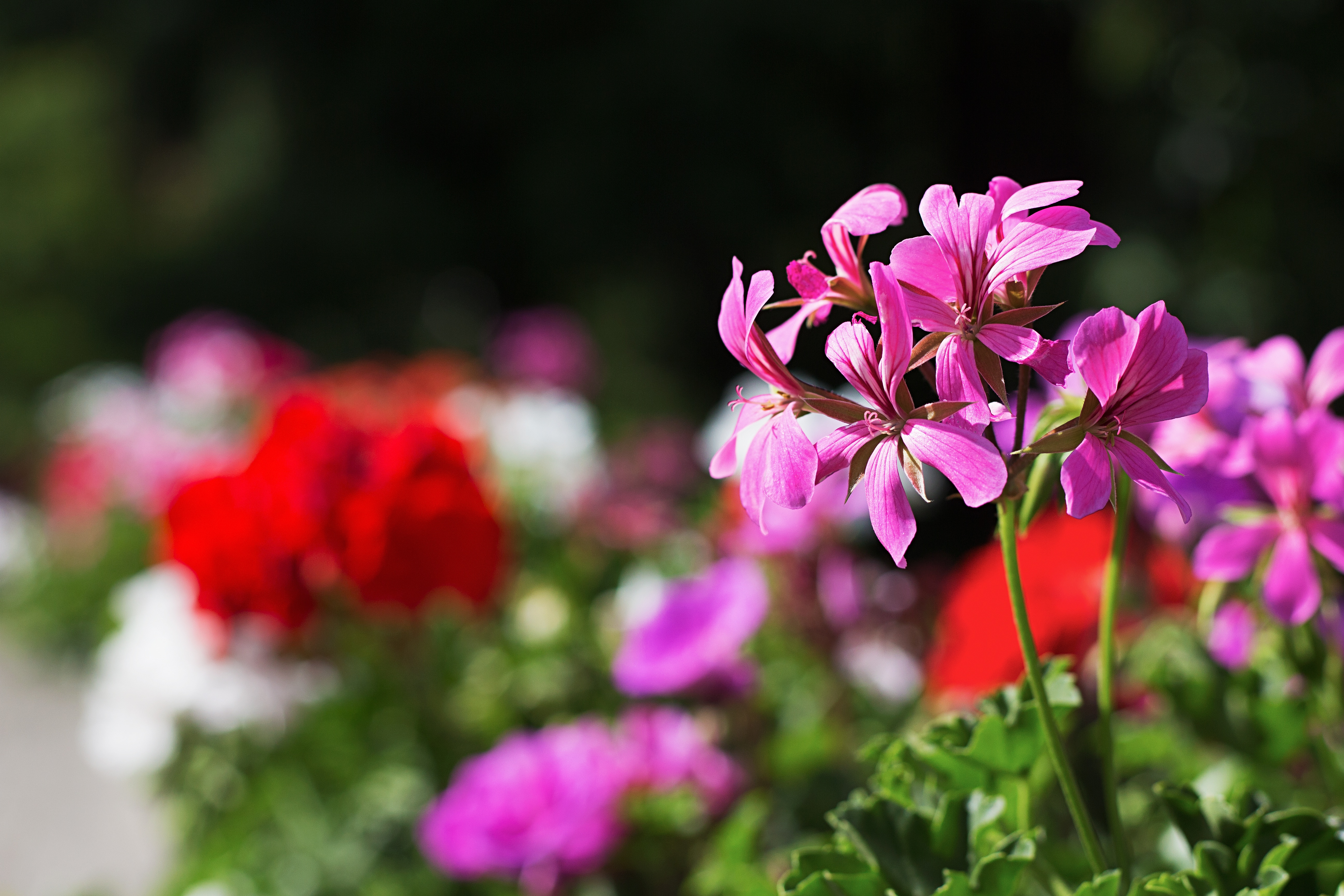 The flowers. Цветок герань Лесная. Бутон цветы пеларгония. Пеларгонии на лето. Герань 4.