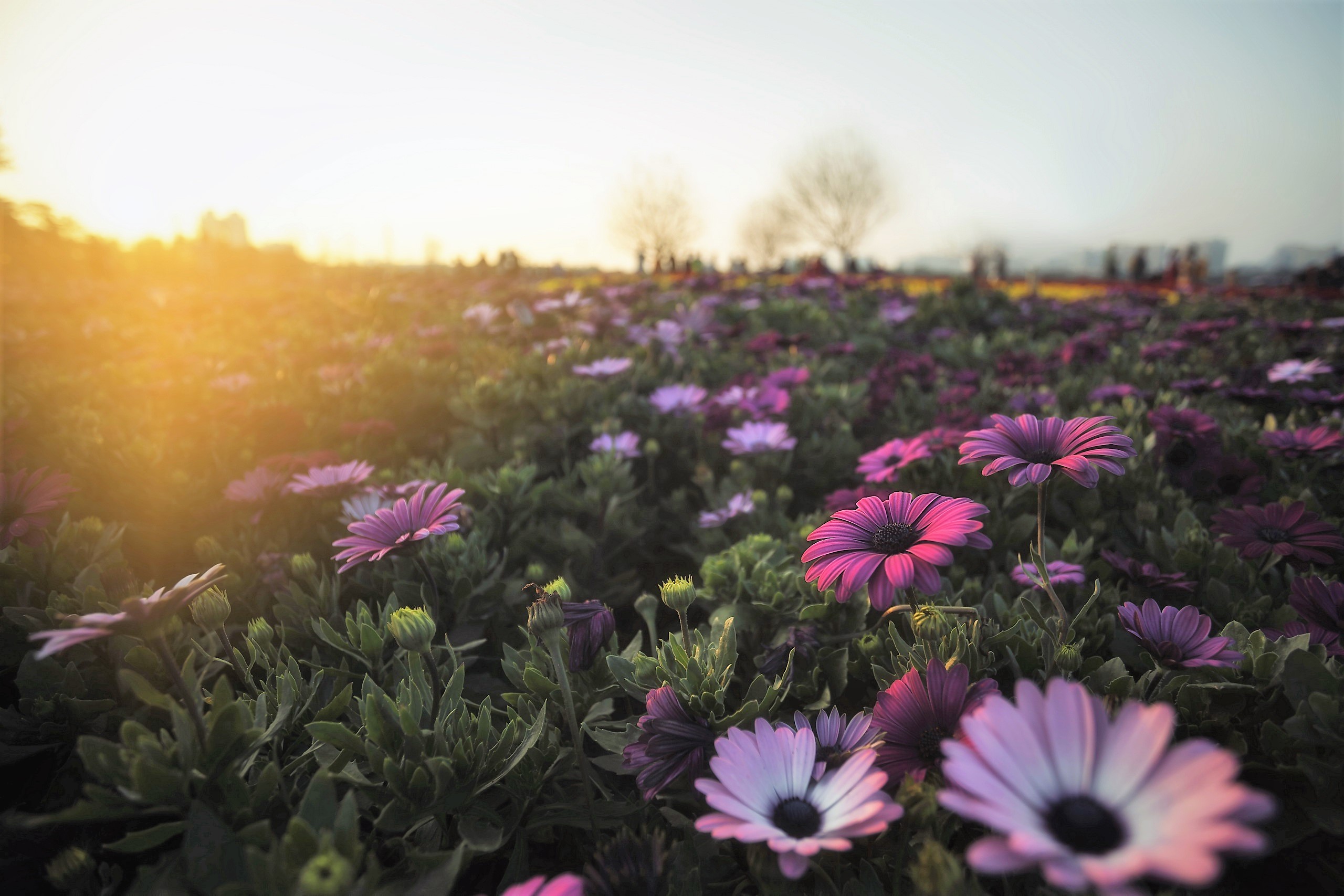 Обои цветы, утро, поле, герберы, flowers, morning, field, gerbera разрешение 2560x1707 Загрузить