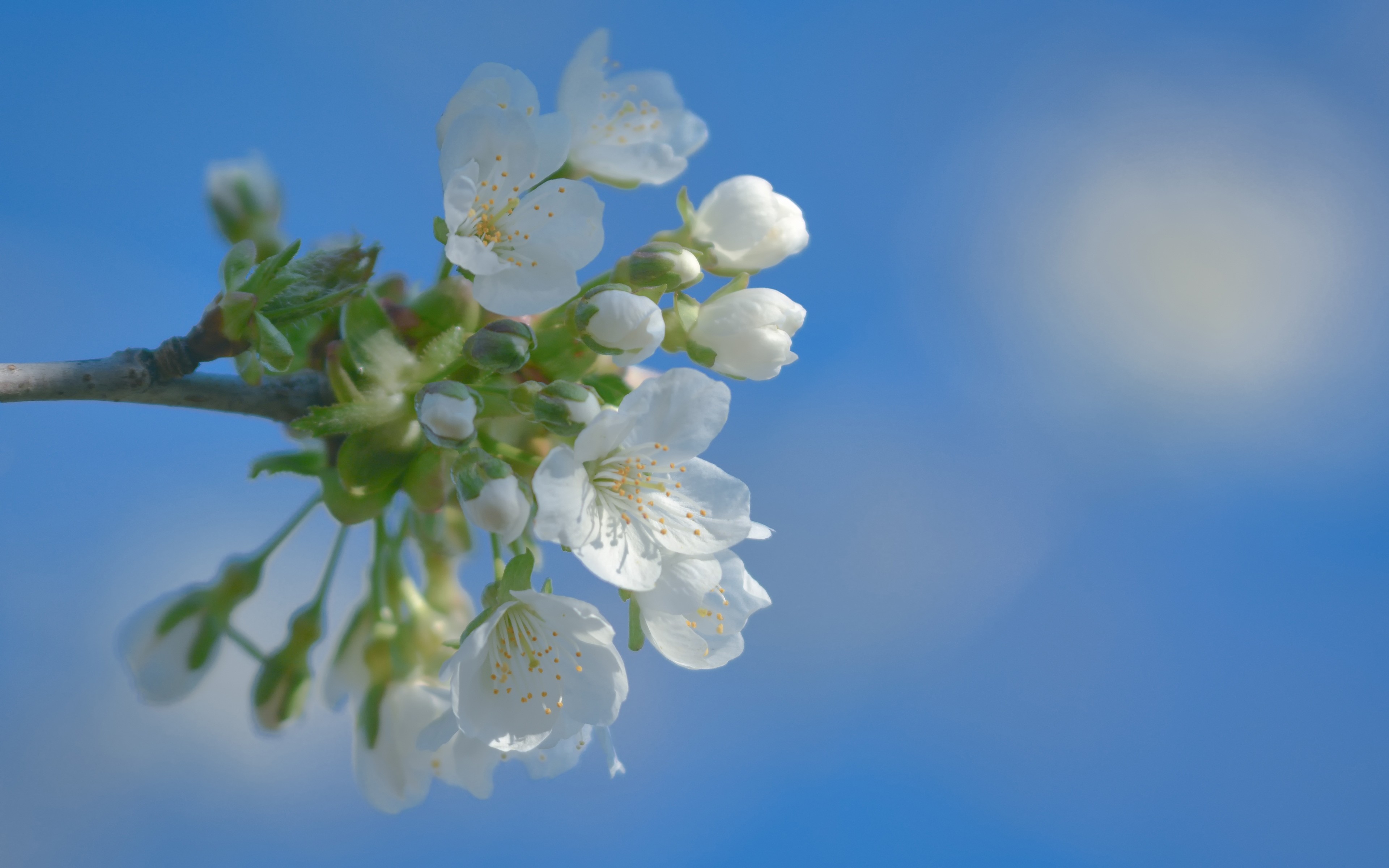 Обои небо, цветы, цветение, фон, весна, вишня, the sky, flowers, flowering, background, spring, cherry разрешение 3840x2400 Загрузить