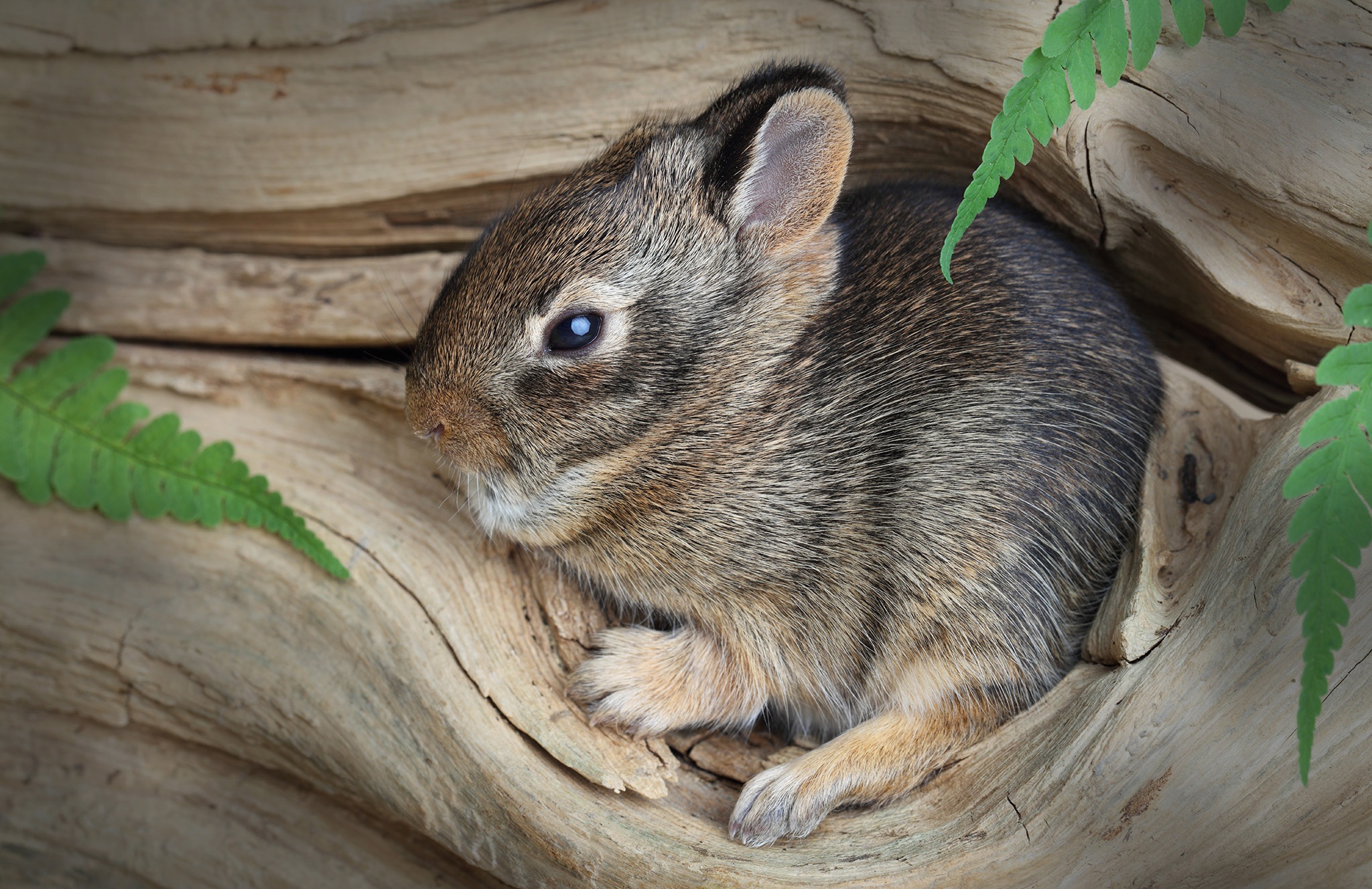 Обои дерево, кролик, животное, малыш, заяц, зайчонок, tree, rabbit, animal, baby, hare разрешение 2048x1327 Загрузить