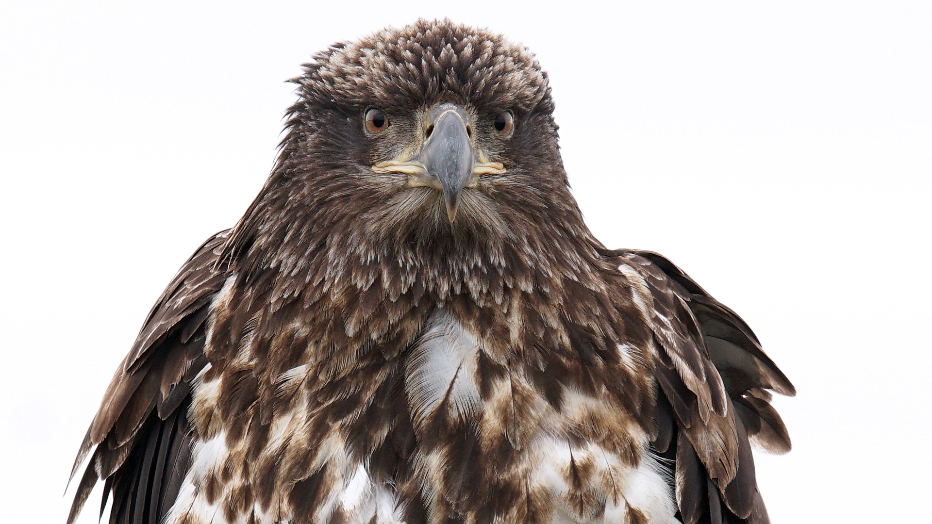 Обои фон, орел, птица, клюв, перья, белоголовый орлан, background, eagle, bird, beak, feathers, bald eagle разрешение 1920x1080 Загрузить