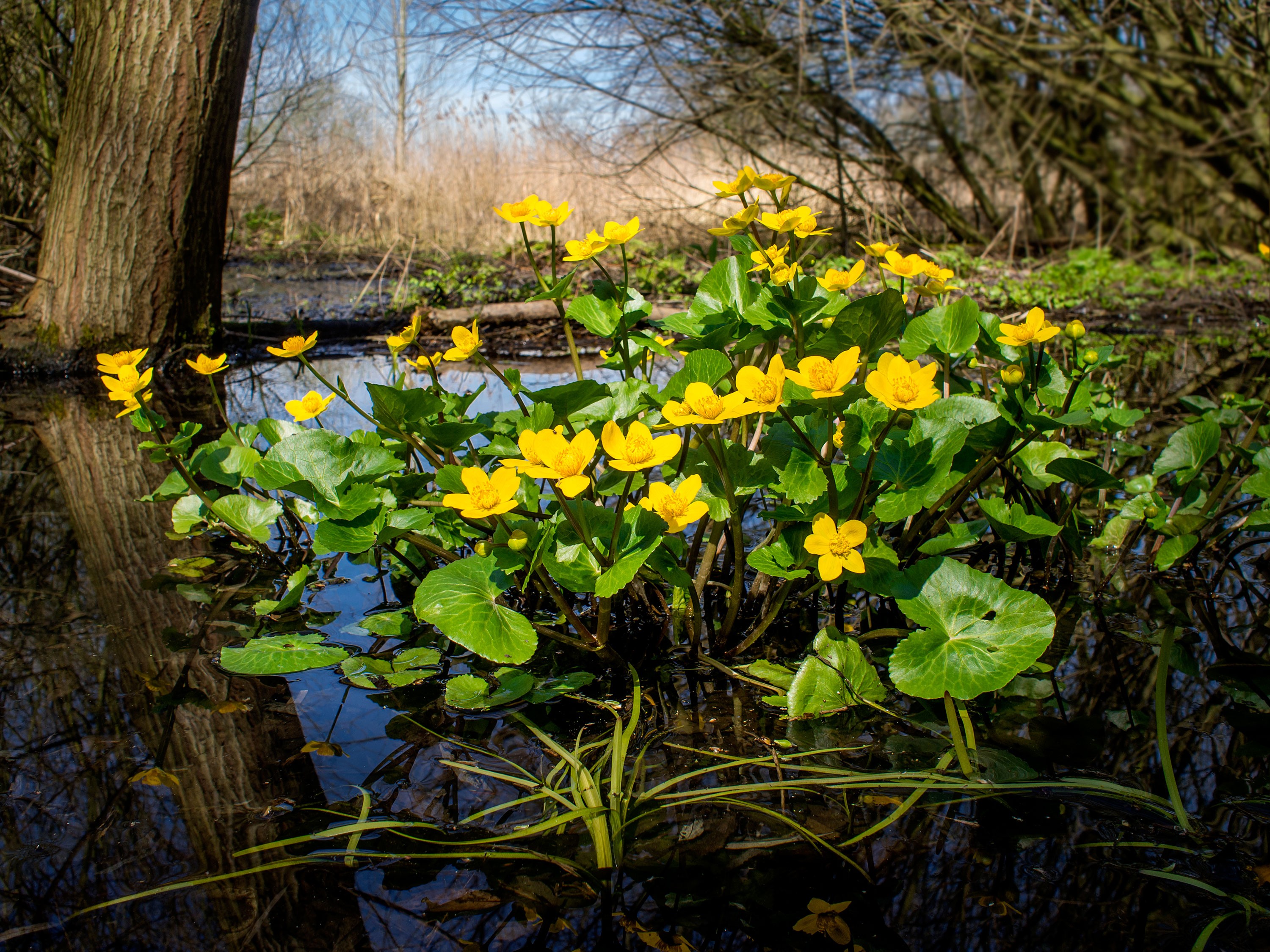 Обои цветы, природа, болото, фон, калужница, flowers, nature, swamp, background, marigold разрешение 3000x2250 Загрузить