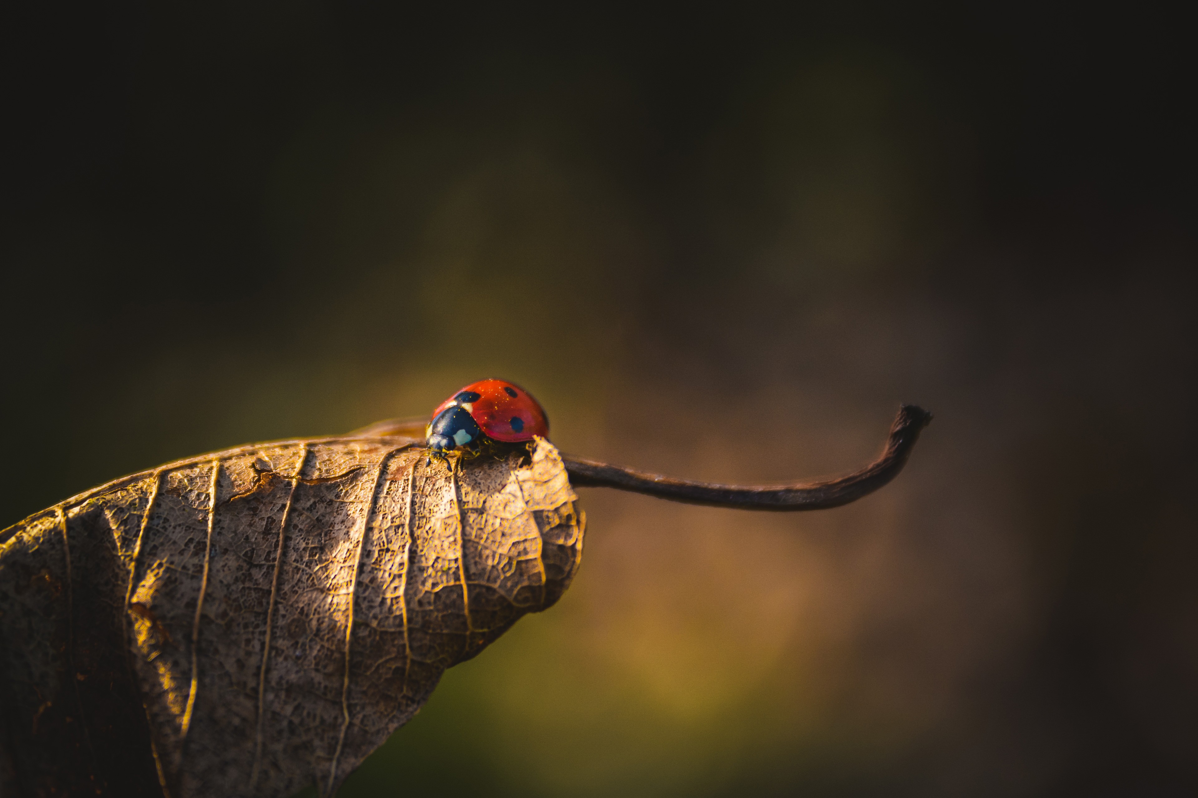 Обои природа, жук, насекомое, фон, лист, божья коровка, сухой лист, nature, beetle, insect, background, sheet, ladybug, dry leaf разрешение 3840x2560 Загрузить