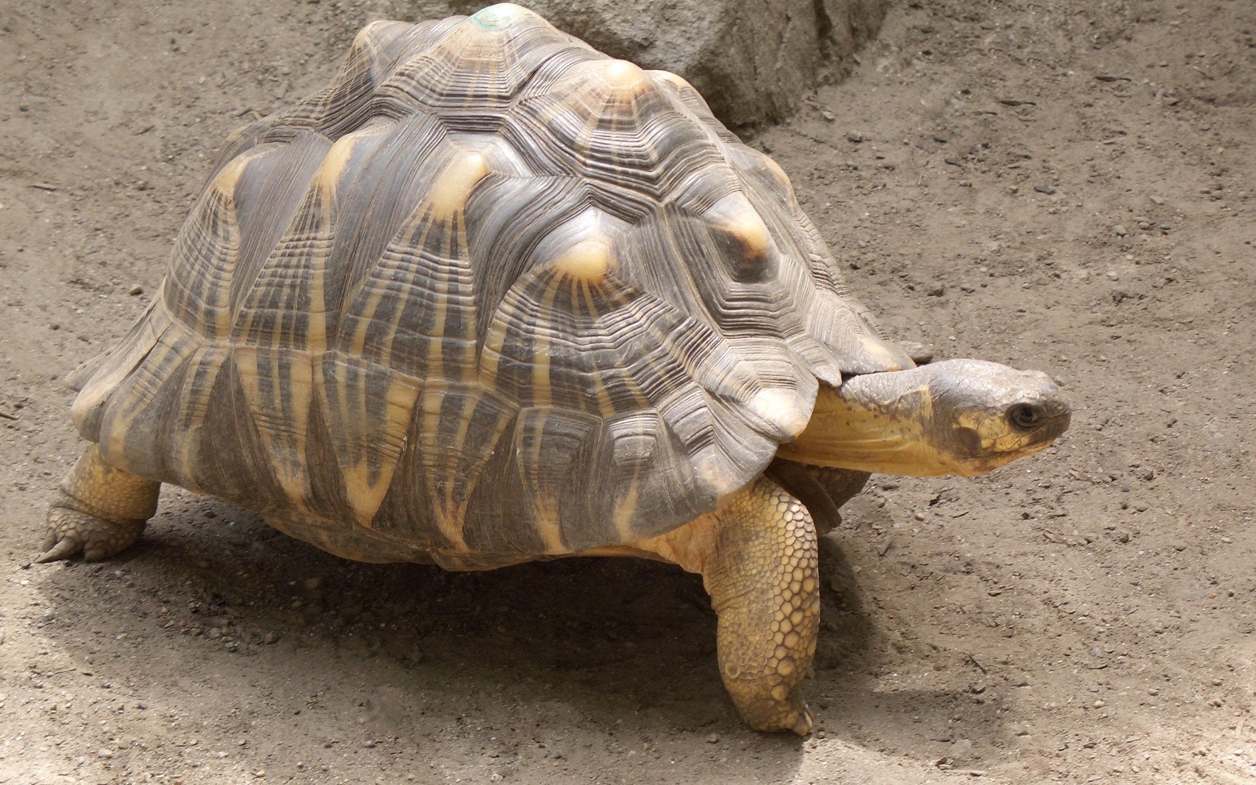 Обои лапы, черепаха, панцирь, шея, paws, turtle, shell, neck разрешение 2560x1600 Загрузить