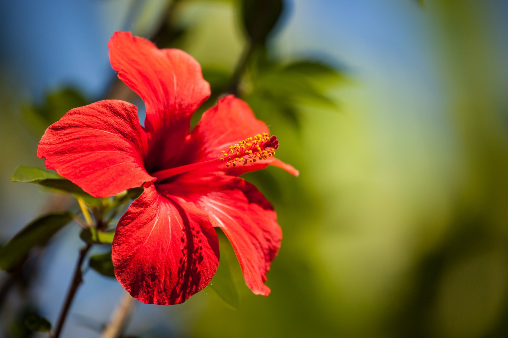 Обои макро, цветок, лепестки, боке, гибискус, macro, flower, petals, bokeh, hibiscus разрешение 2048x1365 Загрузить