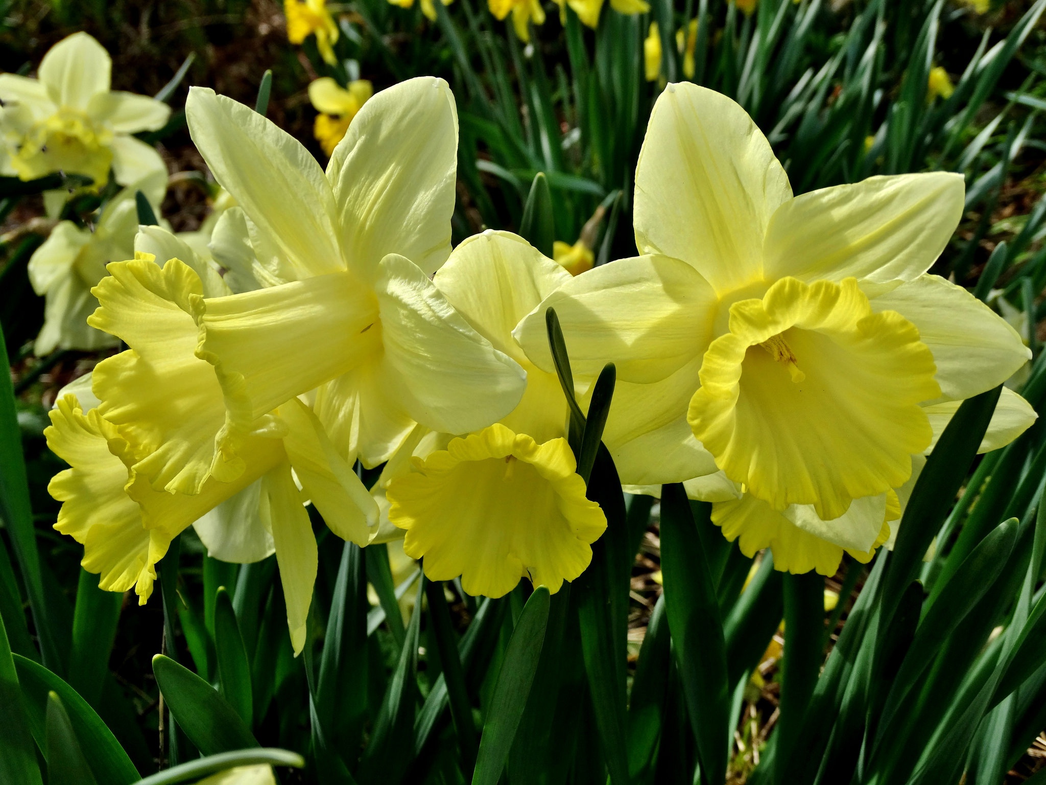 Нарцисс цветочный. Нарцисс сент Кеверн. Нарцисс Вулканелло. Daffodil Нарцисс. Нарцисс Гелиос.