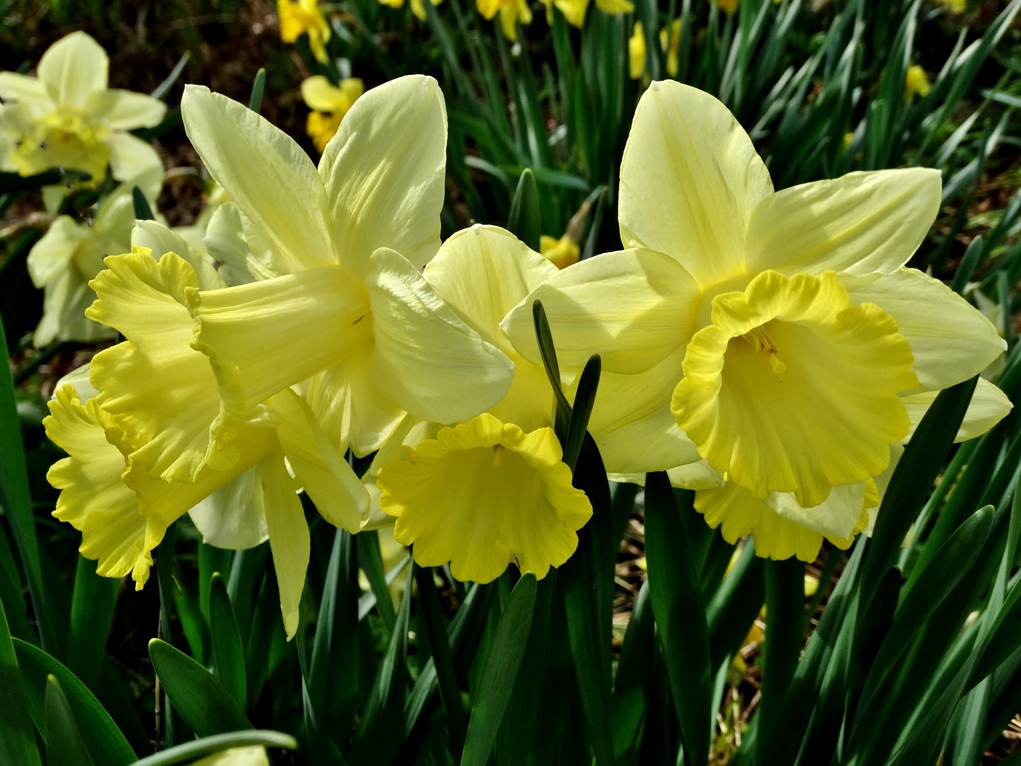 Обои цветы, макро, лепестки, нарциссы, желтые, flowers, macro, petals, daffodils, yellow разрешение 2048x1536 Загрузить