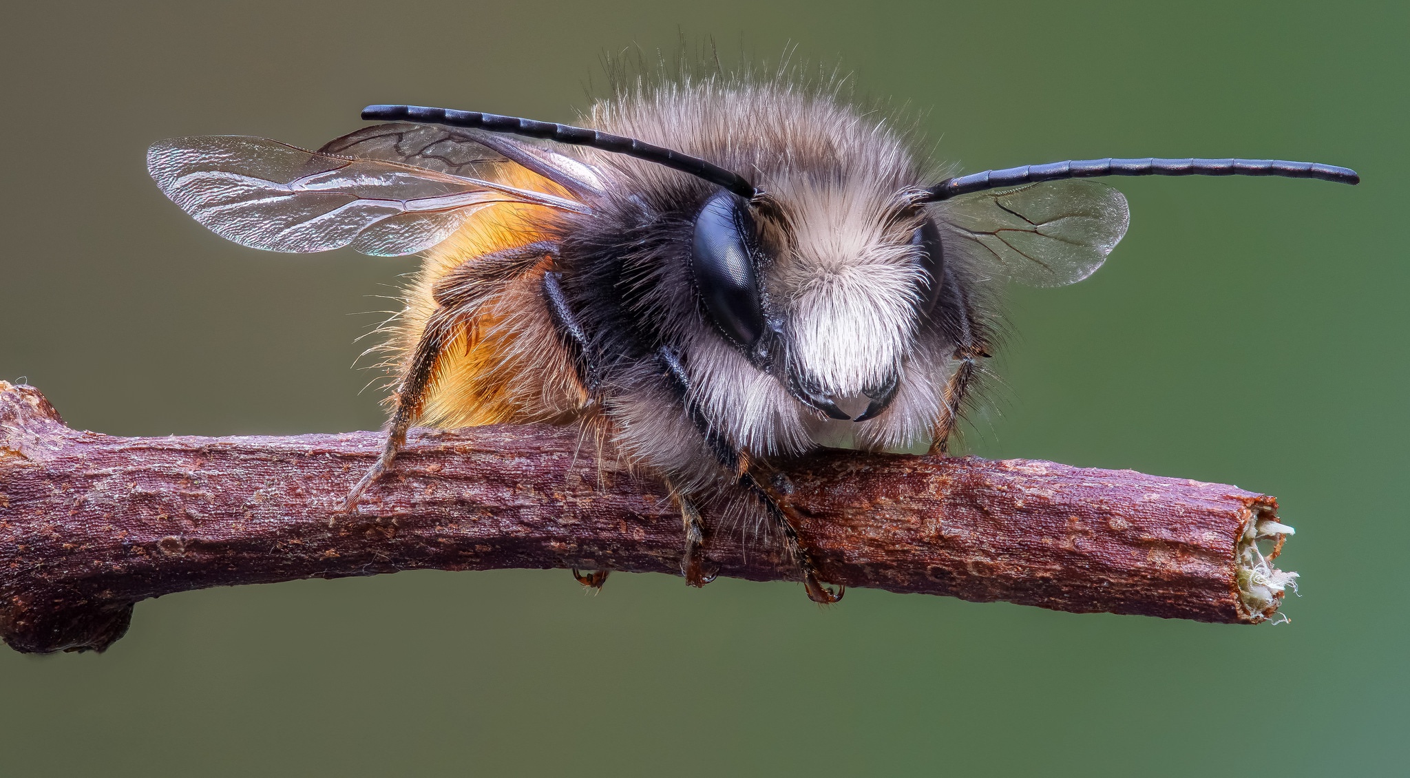 Обои ветка, макро, насекомое, усы, крылья, пчела, мегахилида, branch, macro, insect, mustache, wings, bee, megachilid разрешение 2048x1130 Загрузить