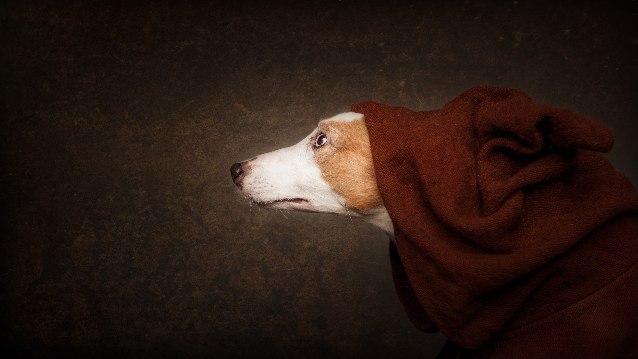 Обои морда, фон, собака, профиль, нос, покрывало, face, background, dog, profile, nose, blanket разрешение 2500x1406 Загрузить